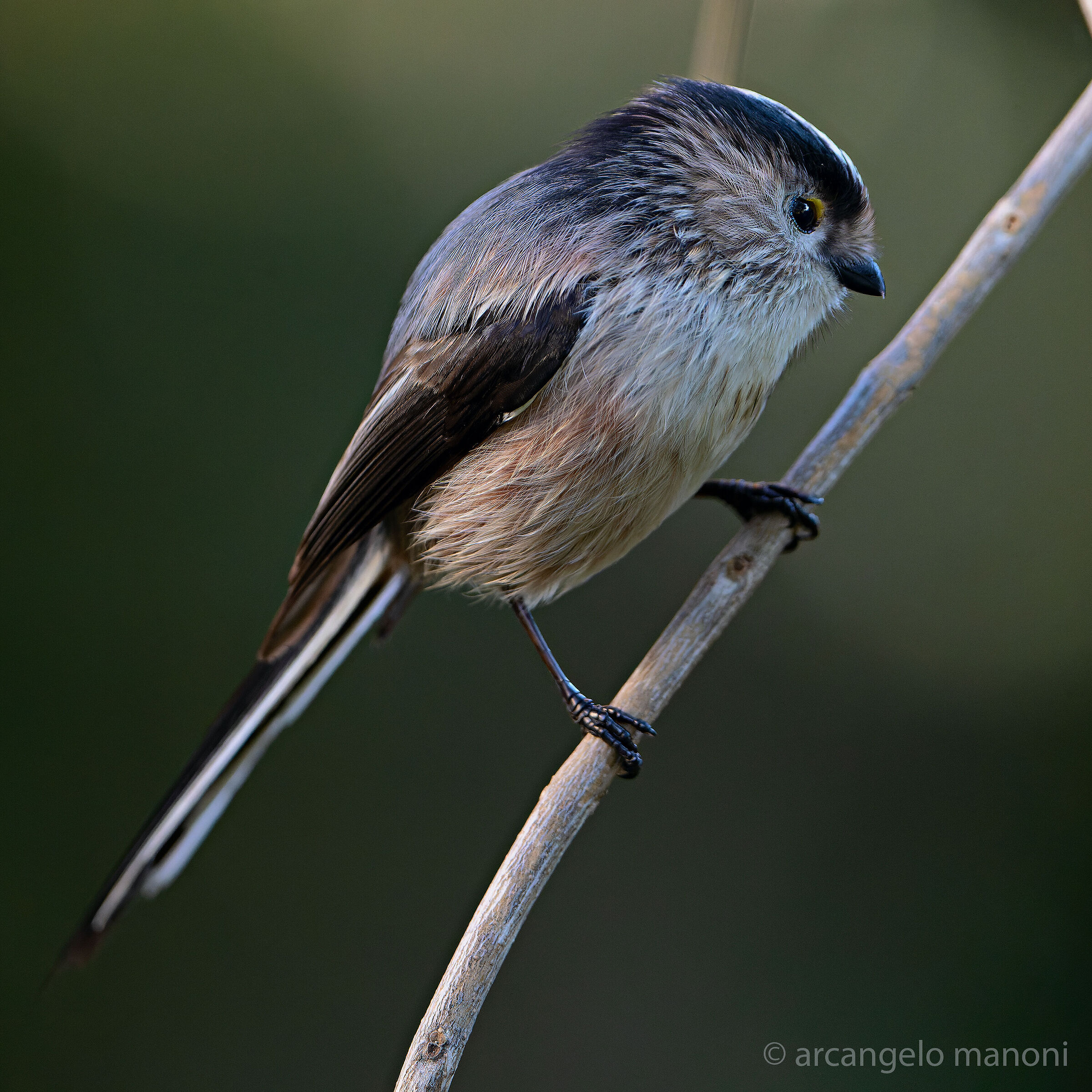 Long-tailed: a cotton ball