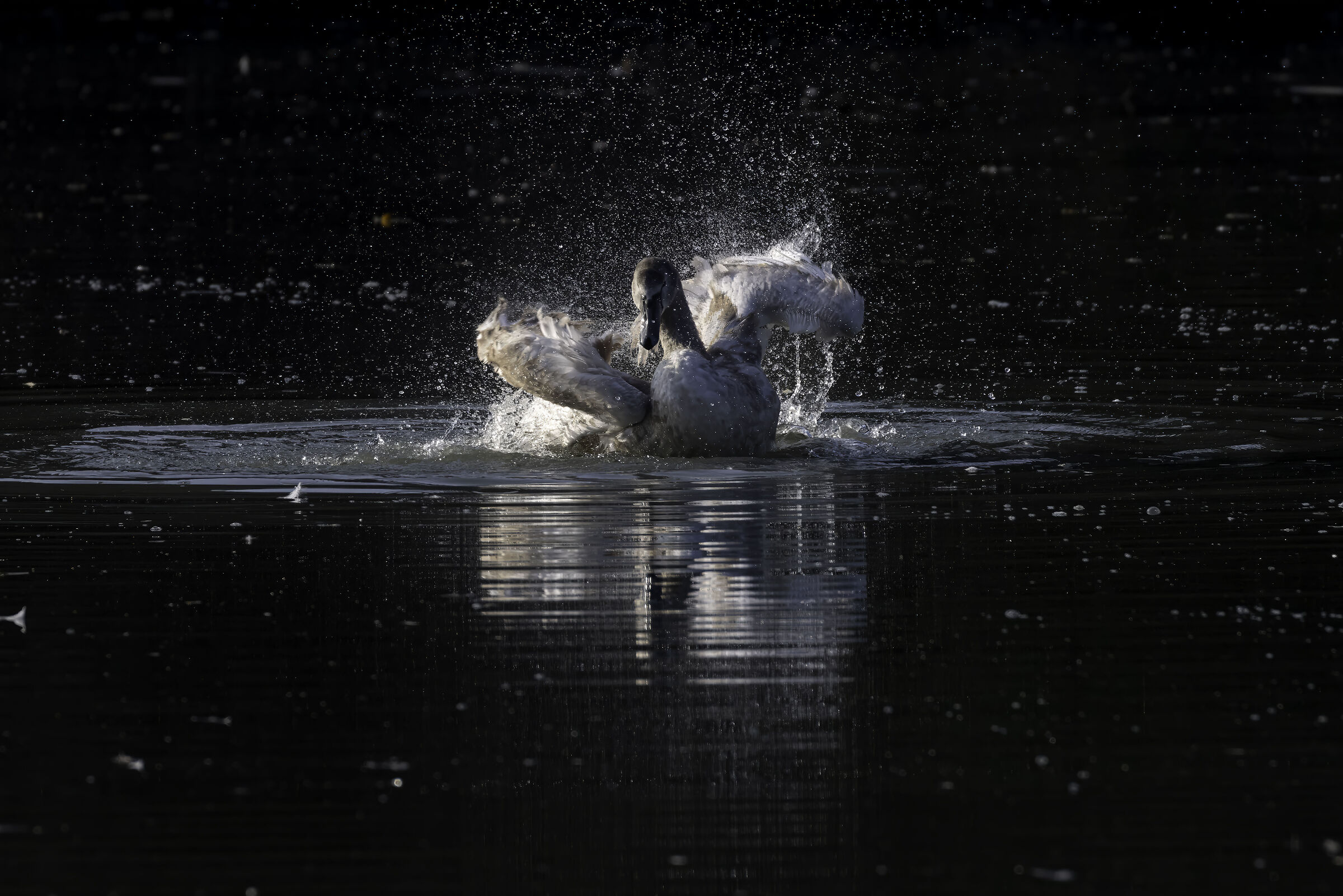 Young Swan