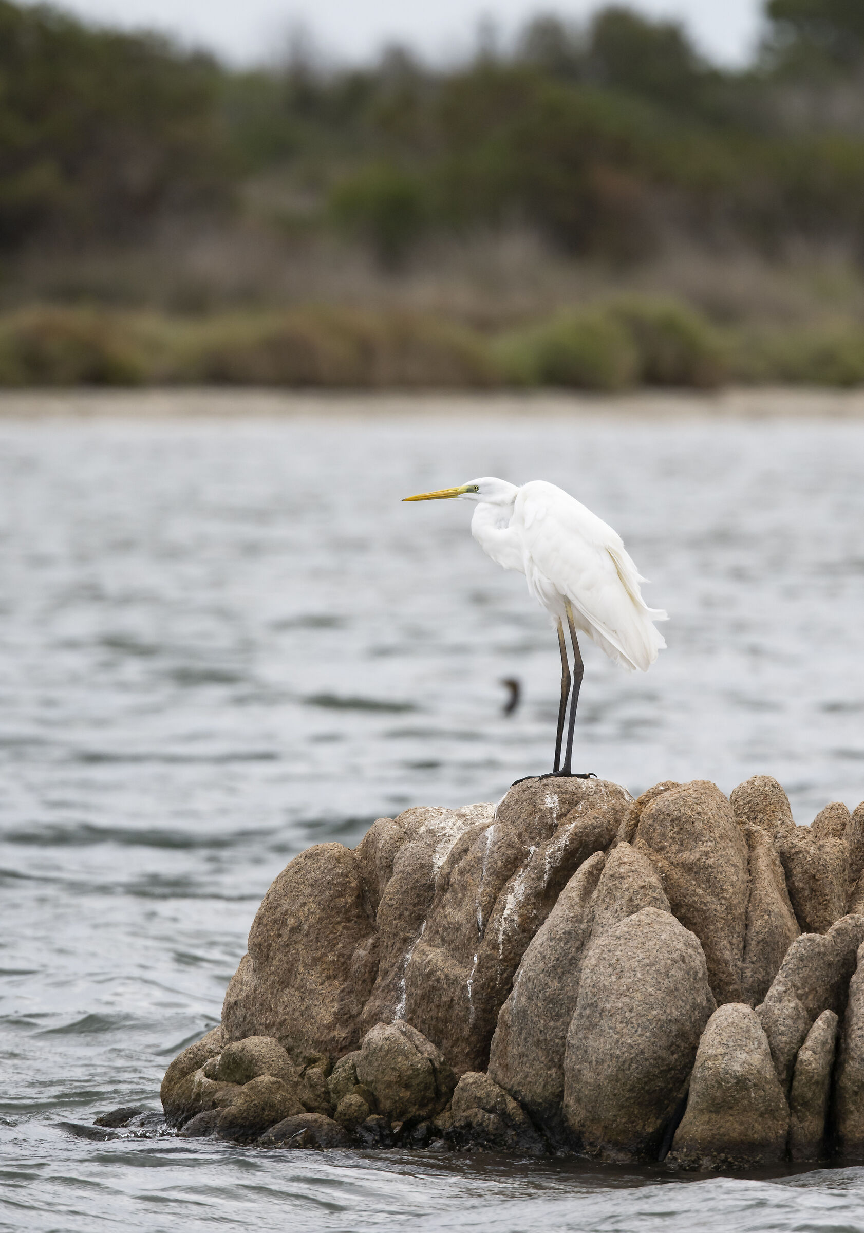 Airone Bianco maggiore sugli scogli