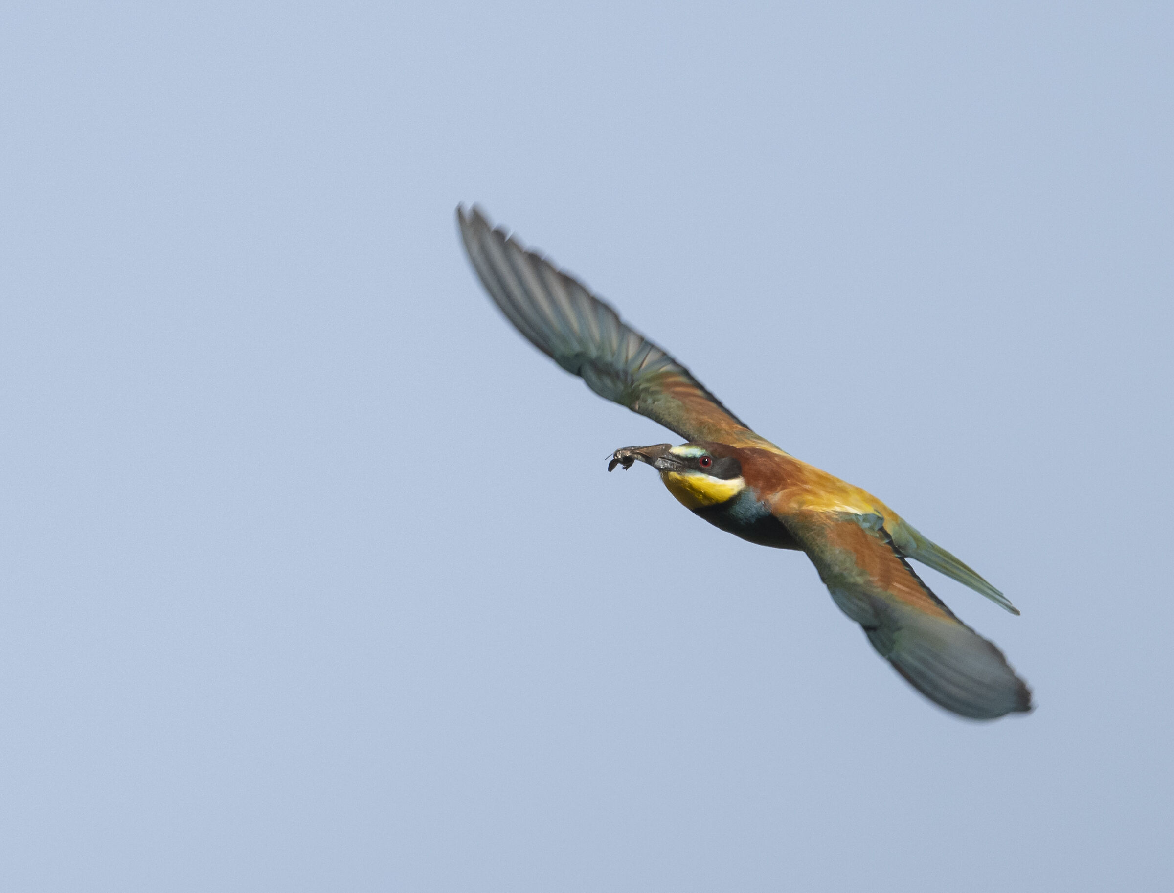 Gruccione in volo 5 - 2024