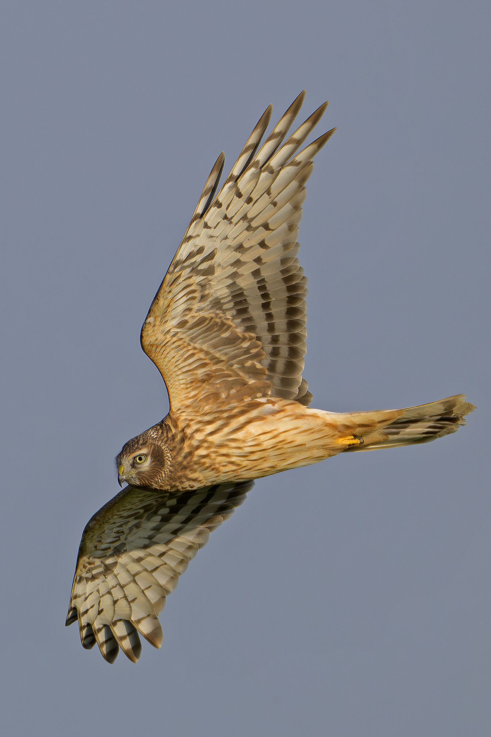 His Majesty the Royal Harrier