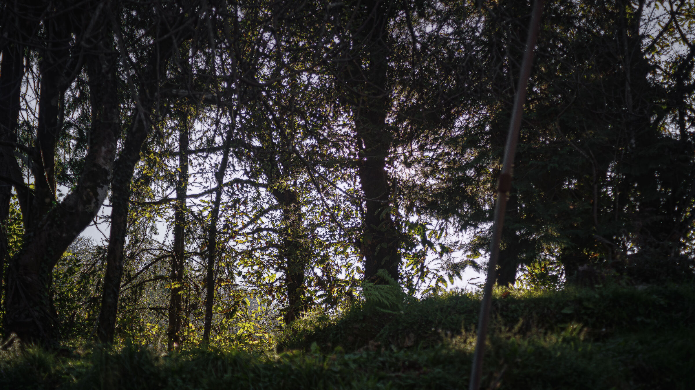 Silhouette dal bosco