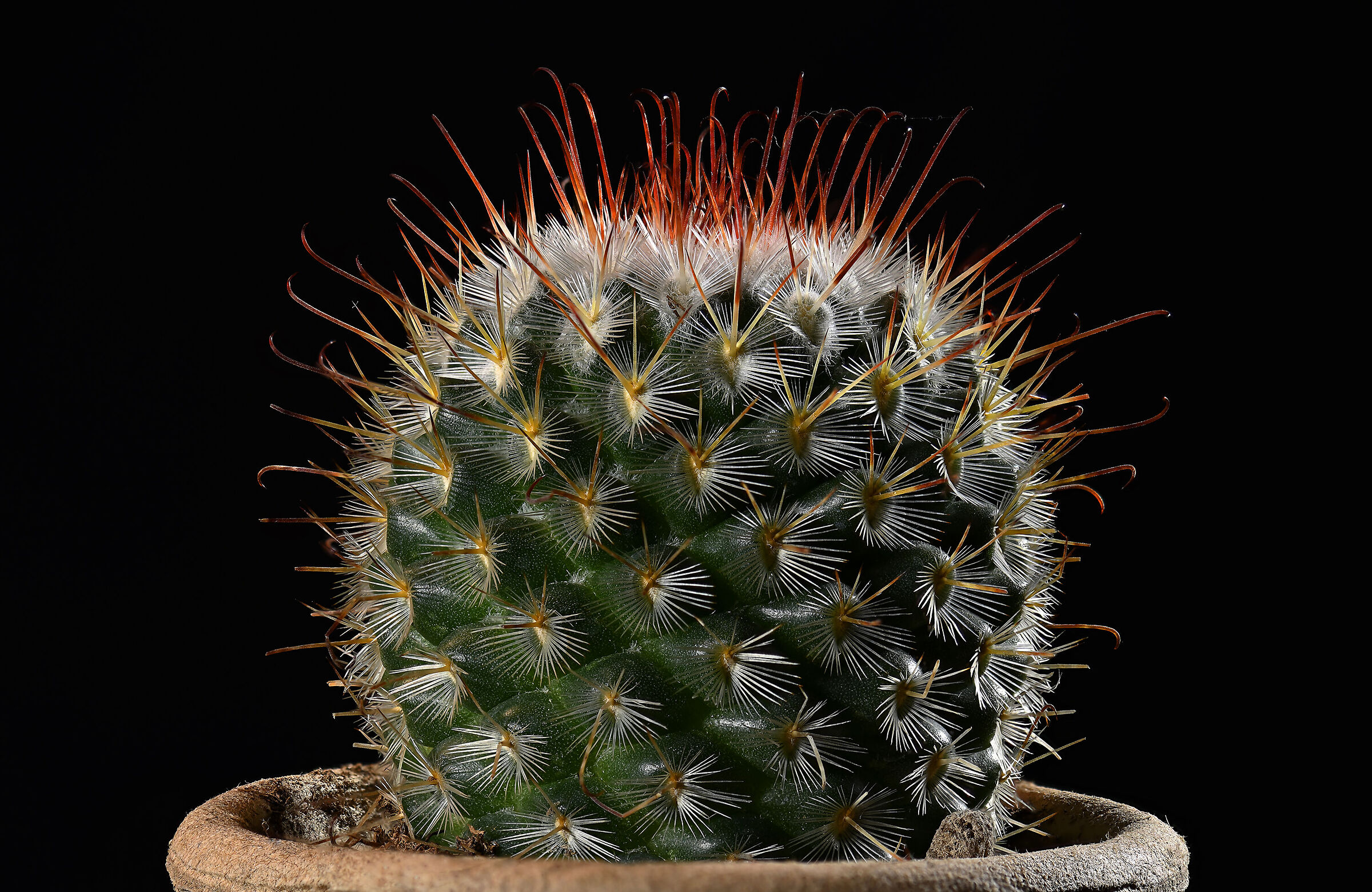 Mother-in-law's pillow