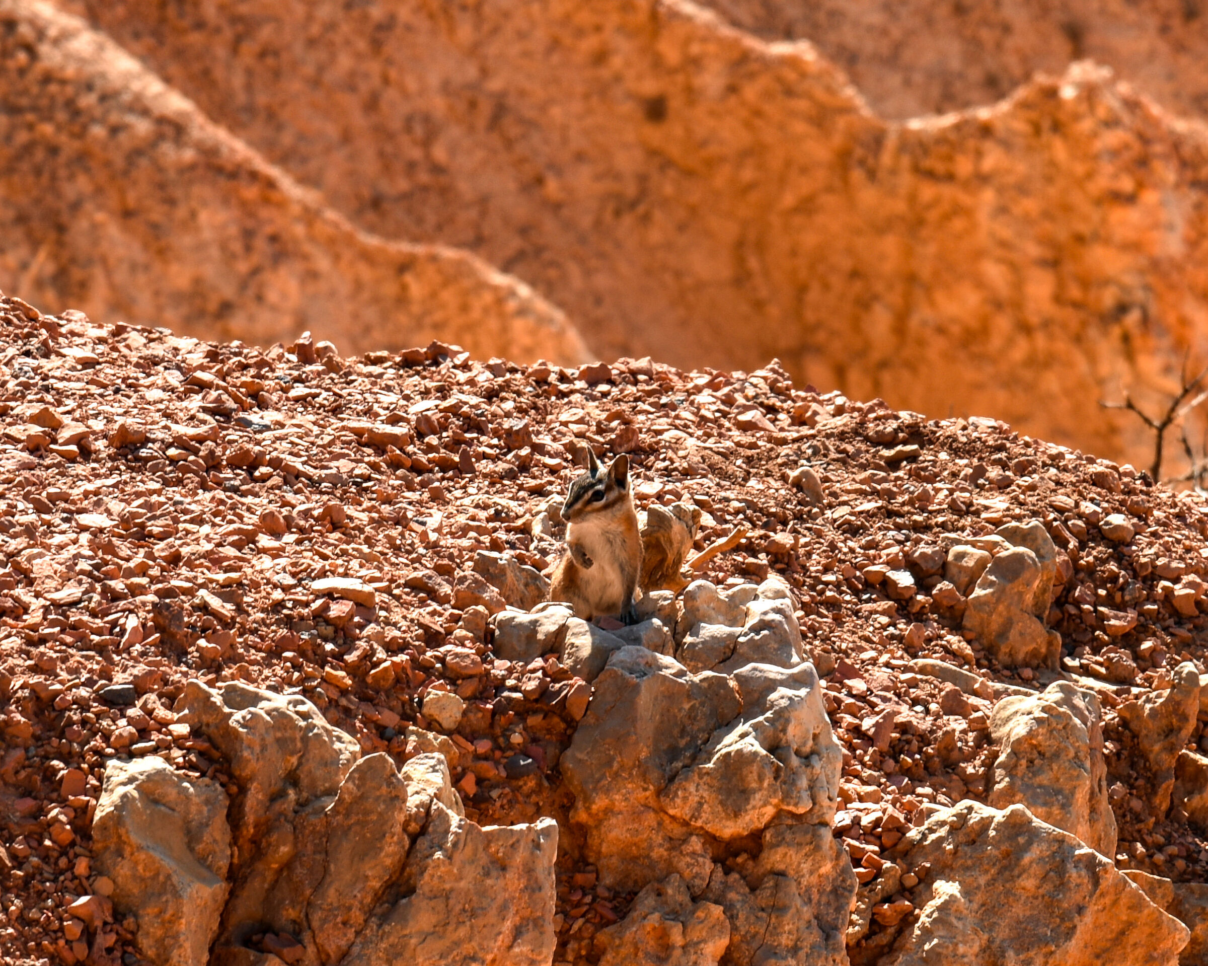 Bryce Canyon - un incontro