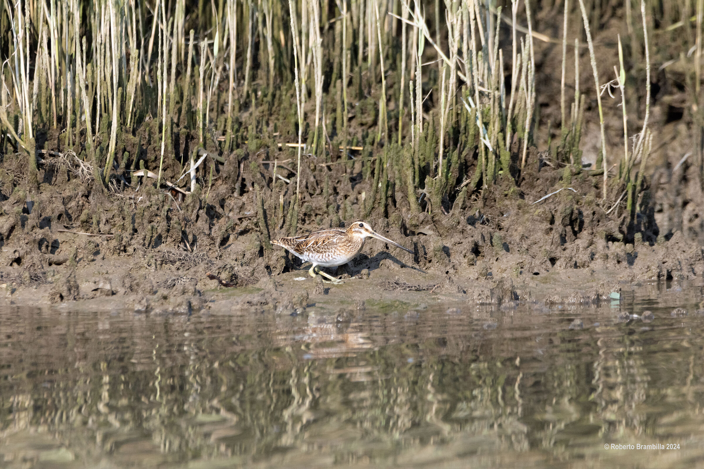 Snipe