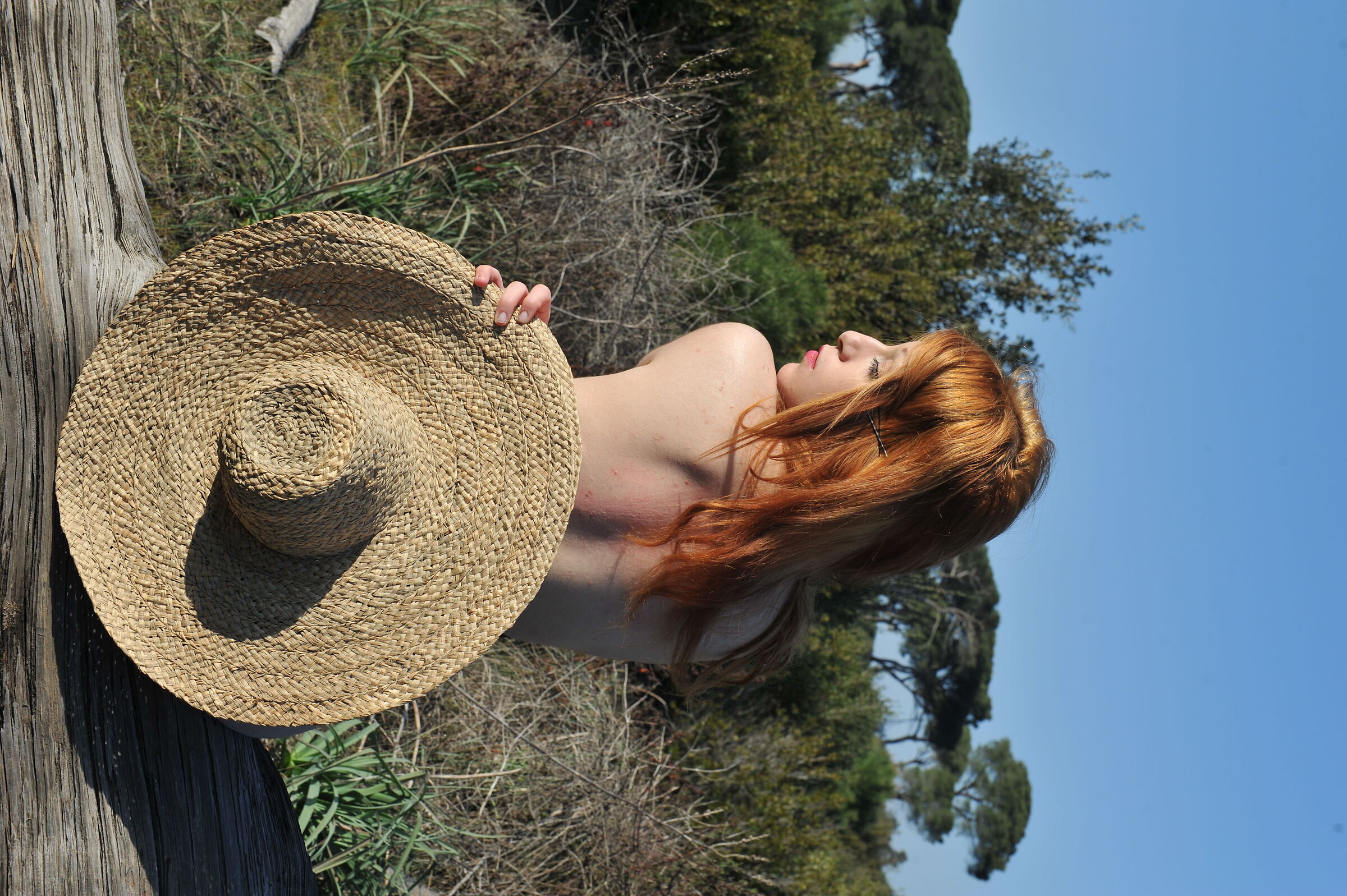 In the pine forest 2