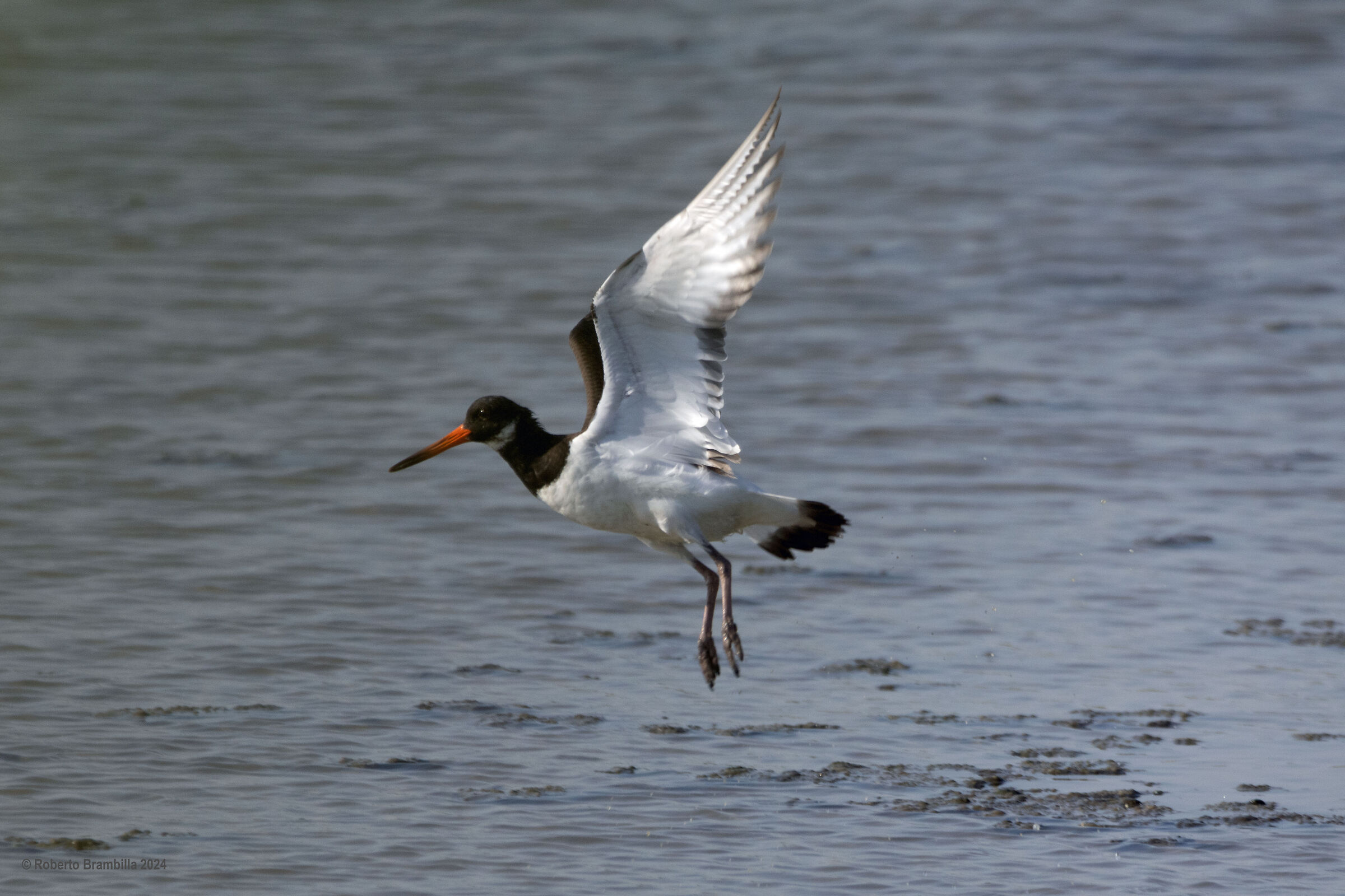 Oystercatcher