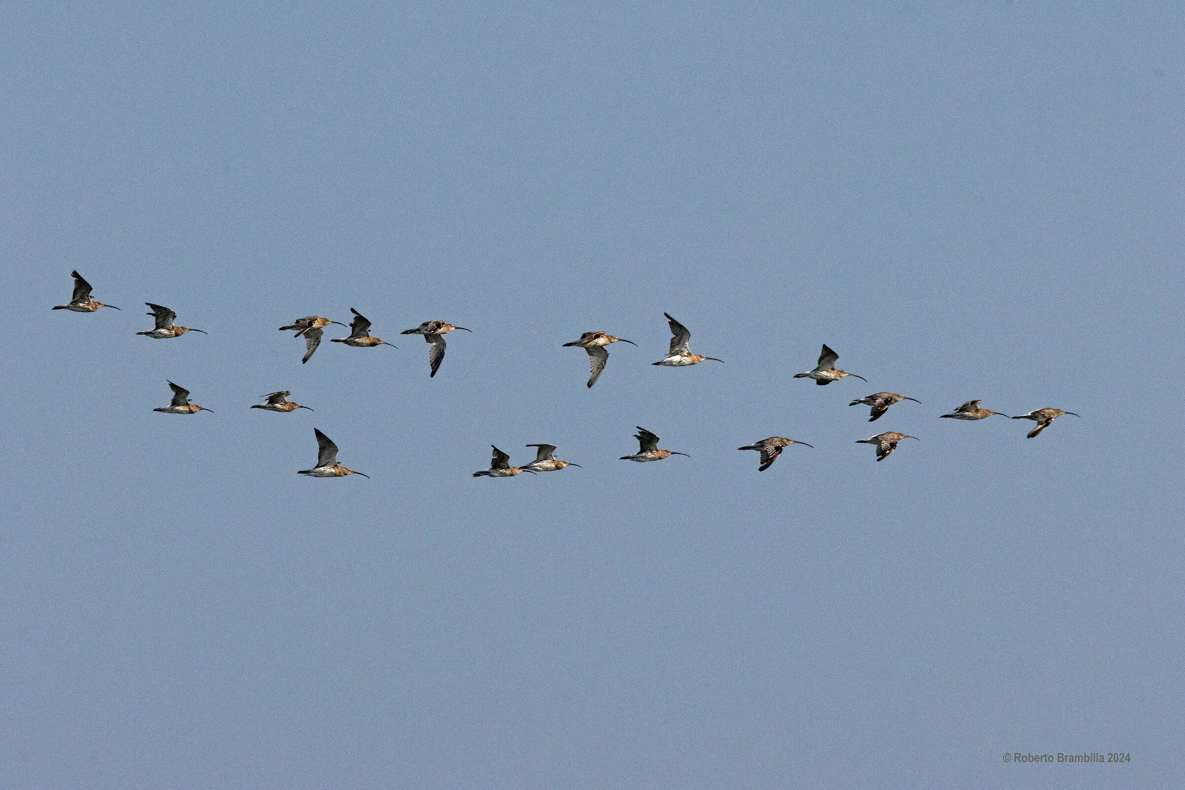 Curlews