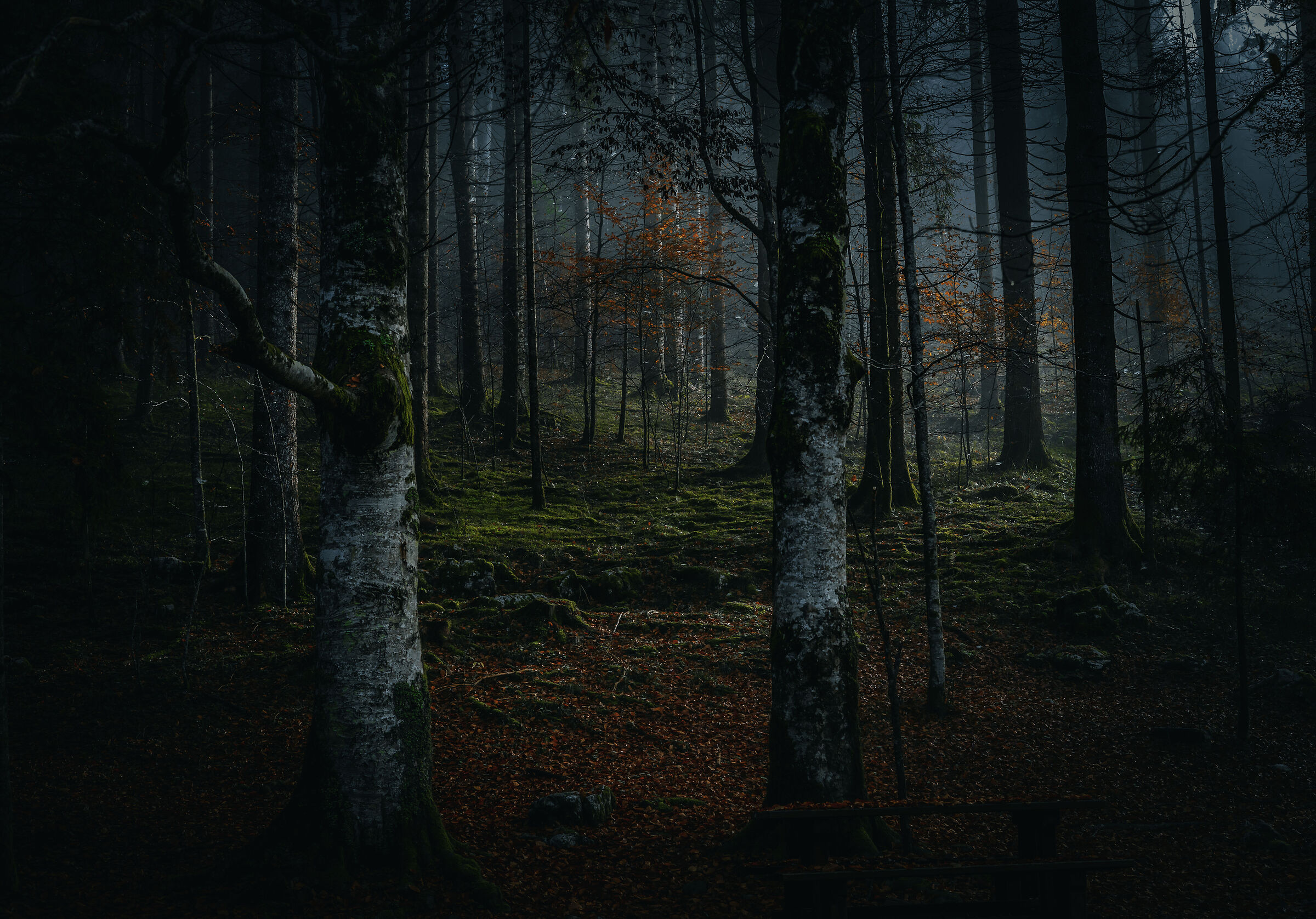 Il bosco, sensazione che diventa poesia.