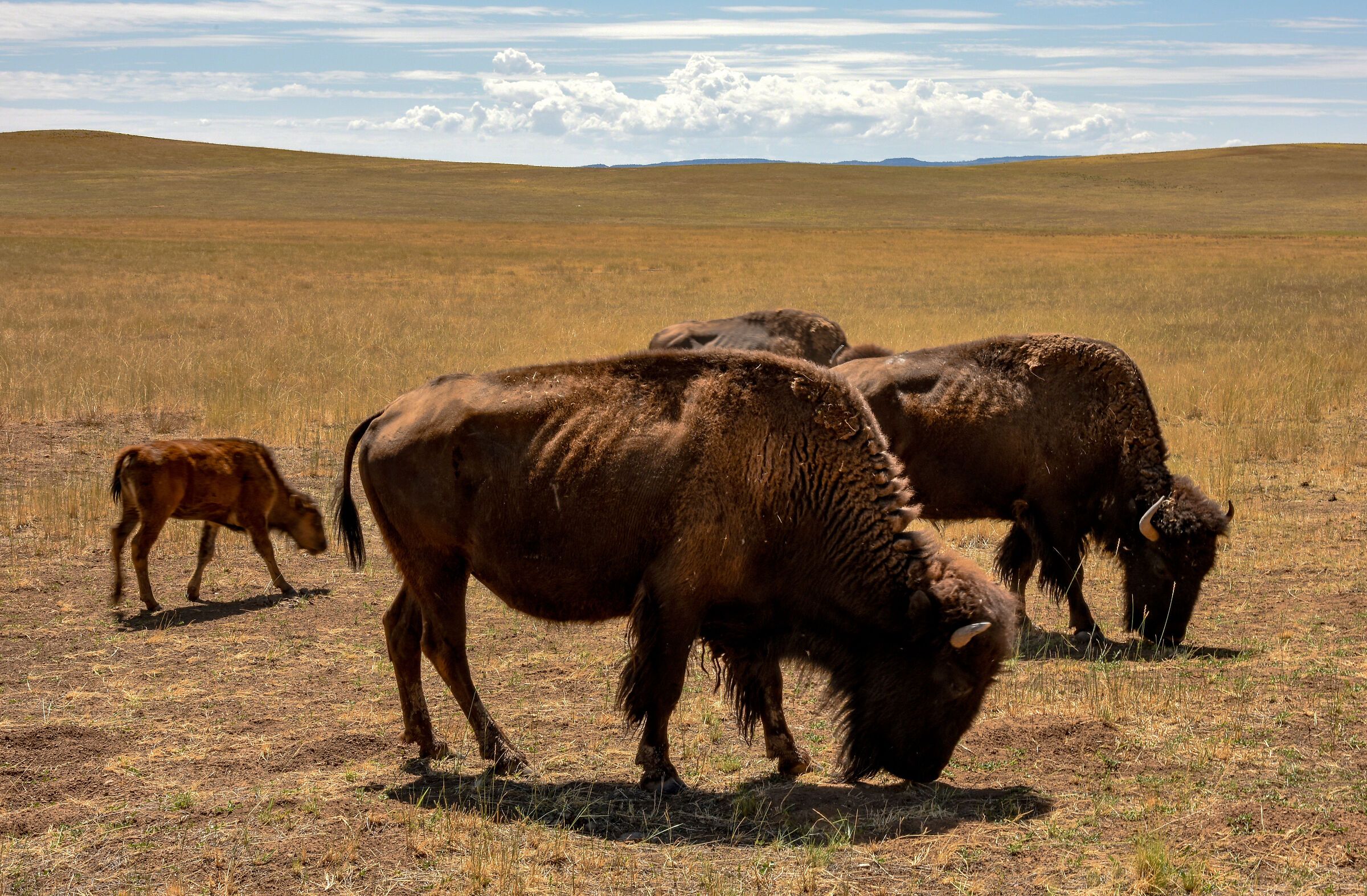Sulla strada per Las Vegas