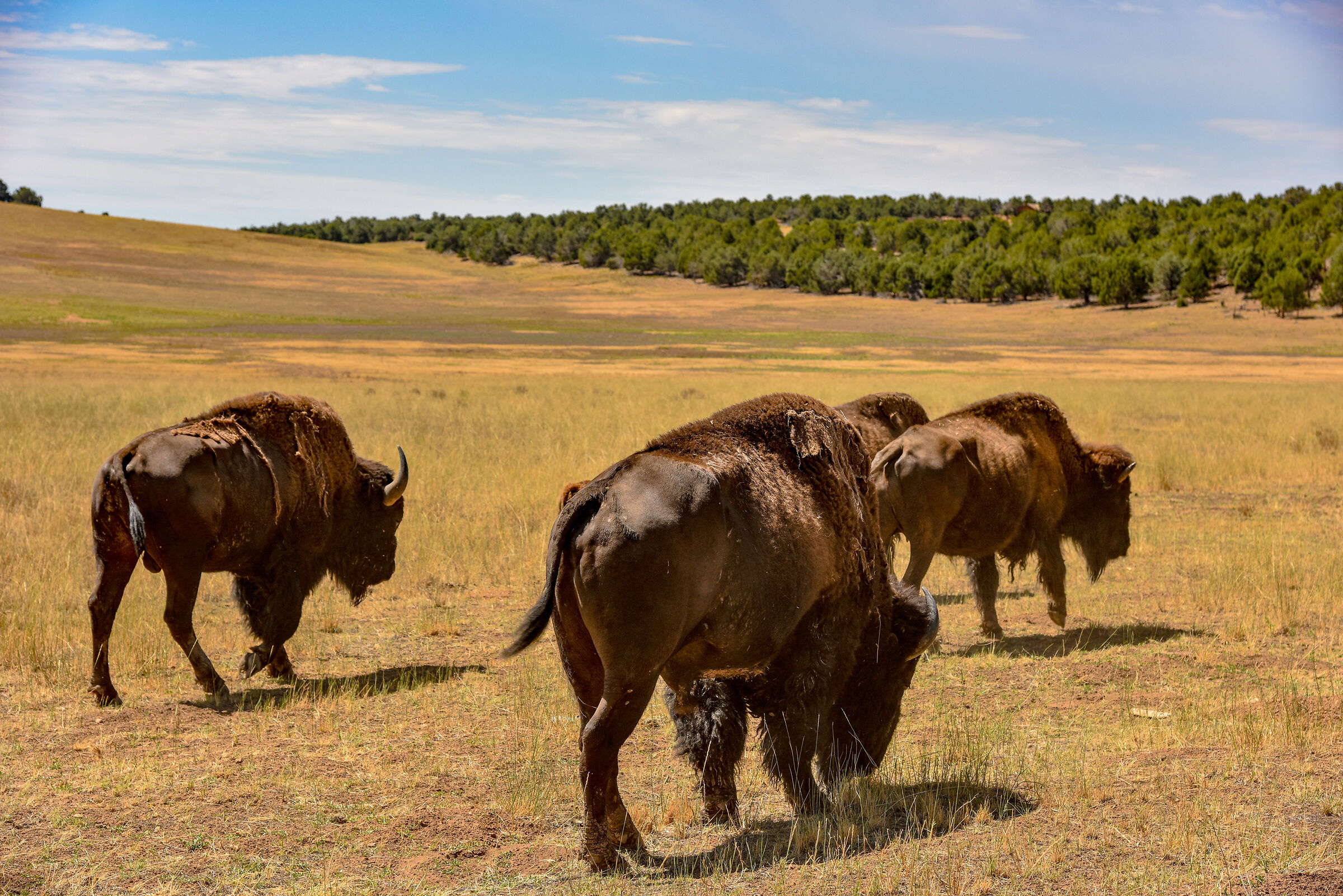 Sulla strada per Las Vegas