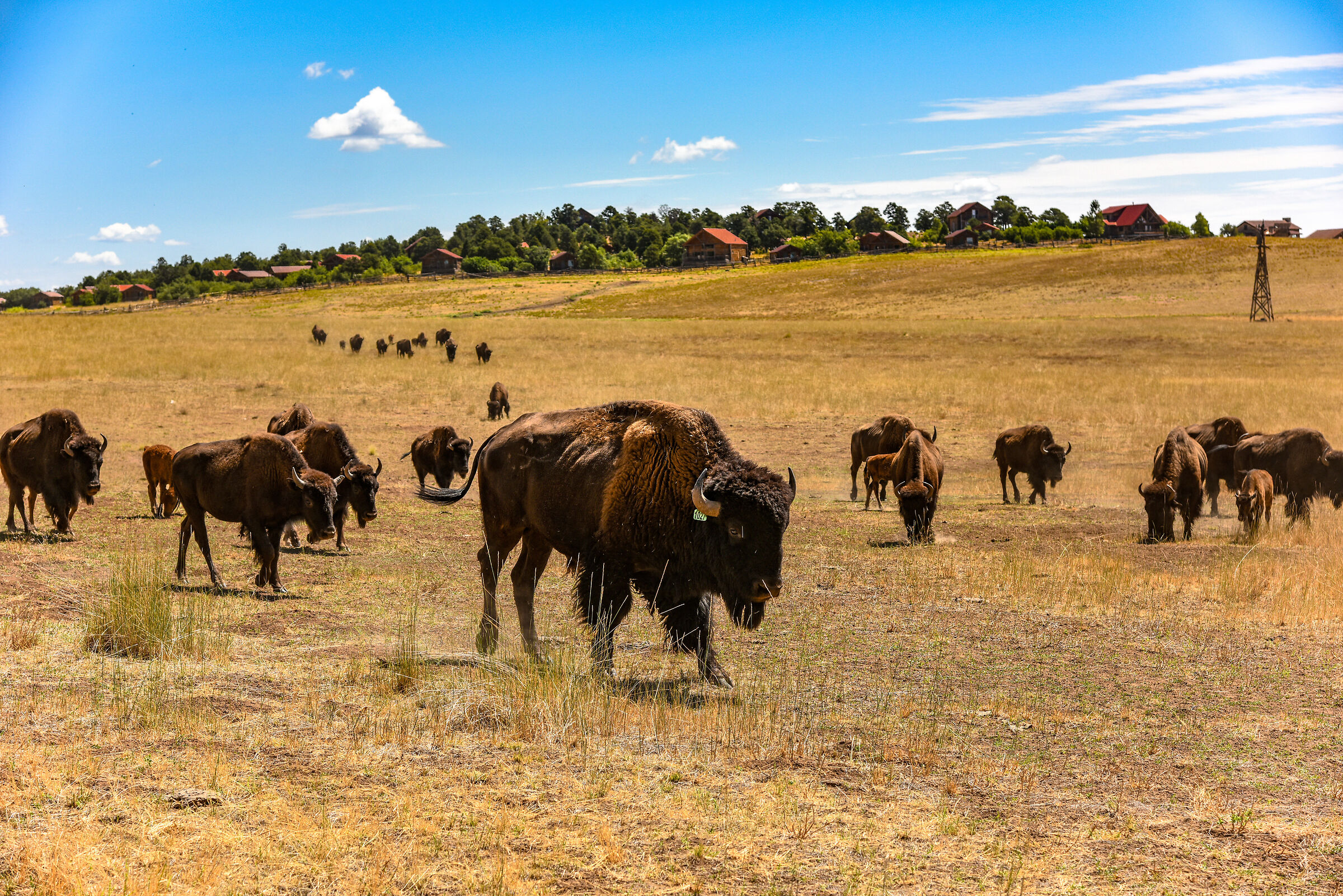 Sulla strada per Las Vegas