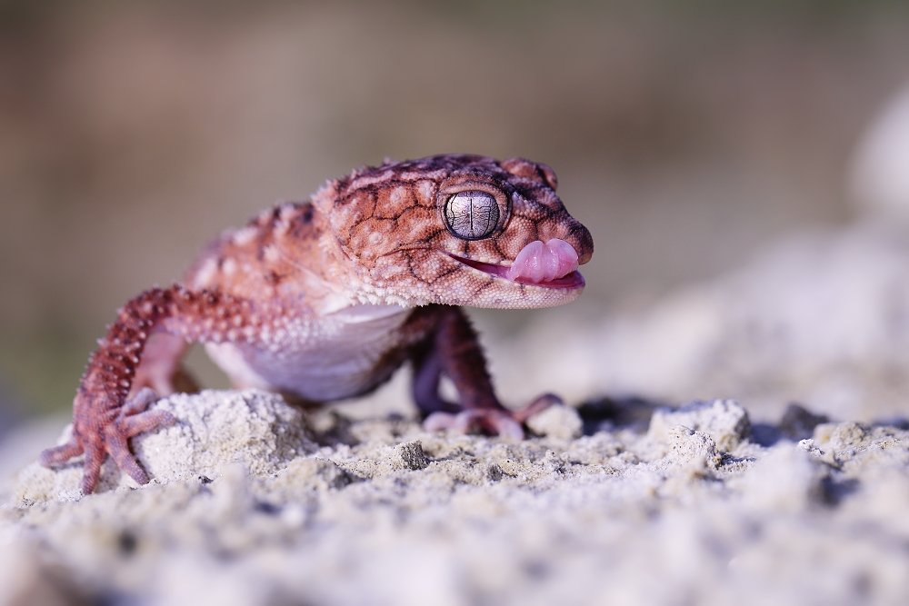 Gecko