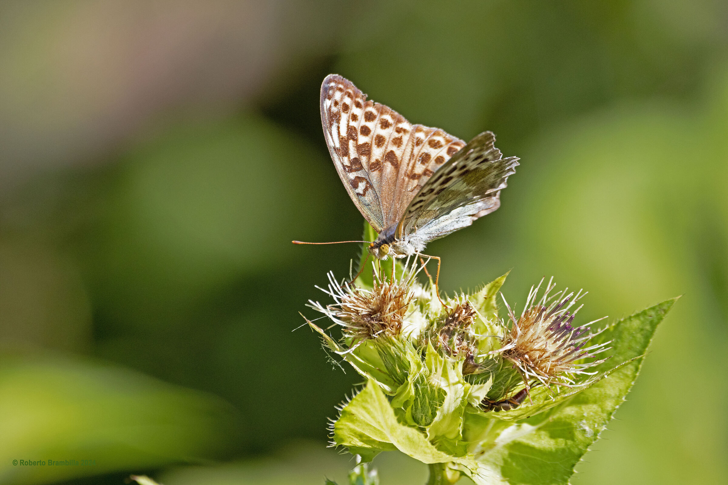 Butterfly