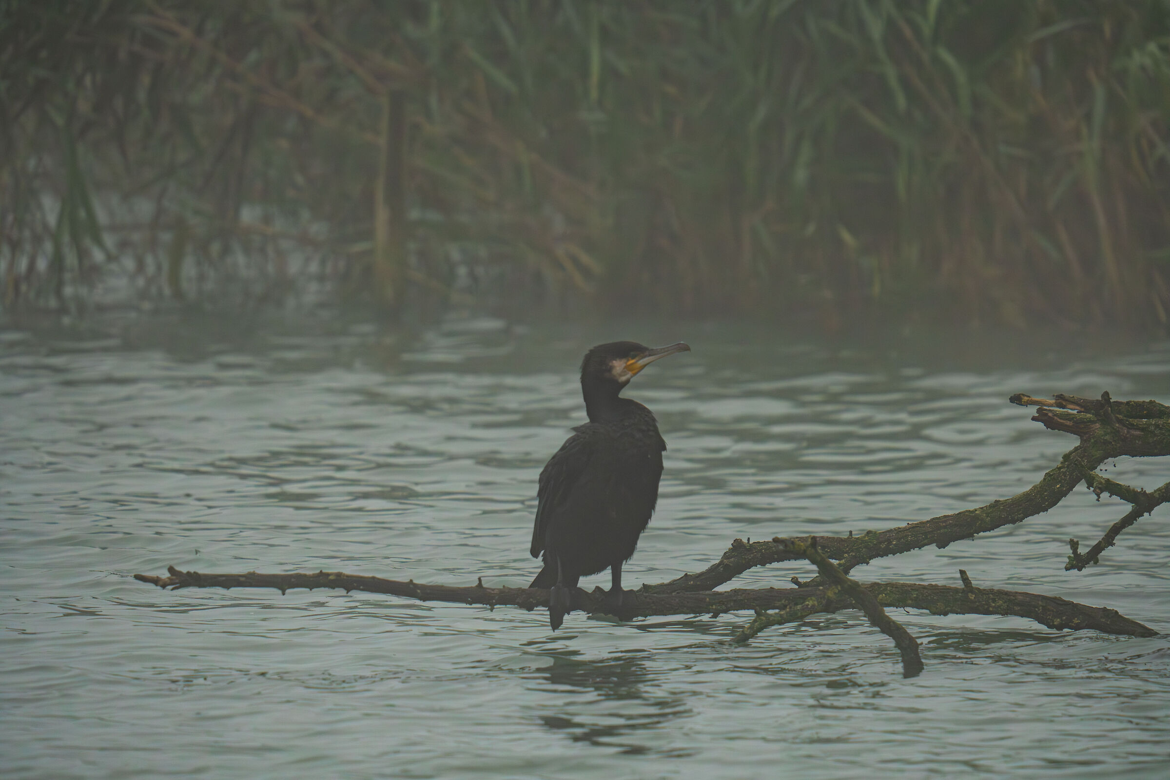 Cormorano nel Parco del Mincio