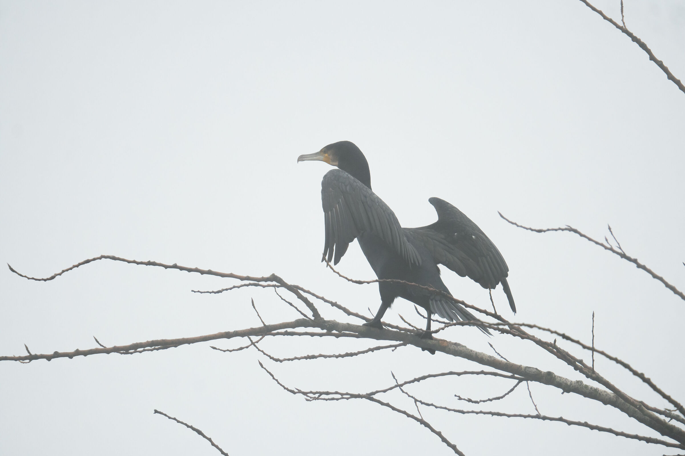 Cormorano nella nebbia
