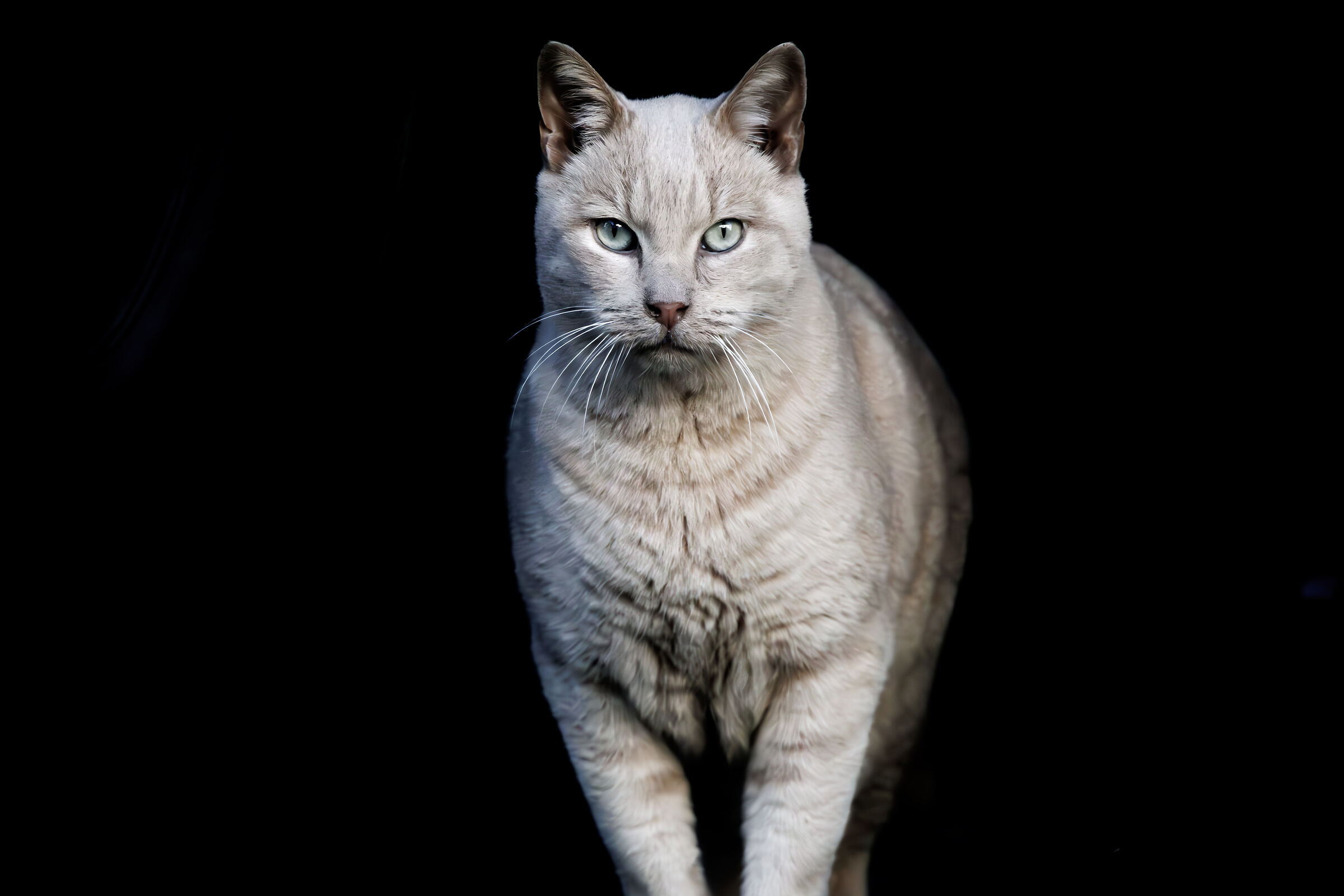 Eye of the Tiger...