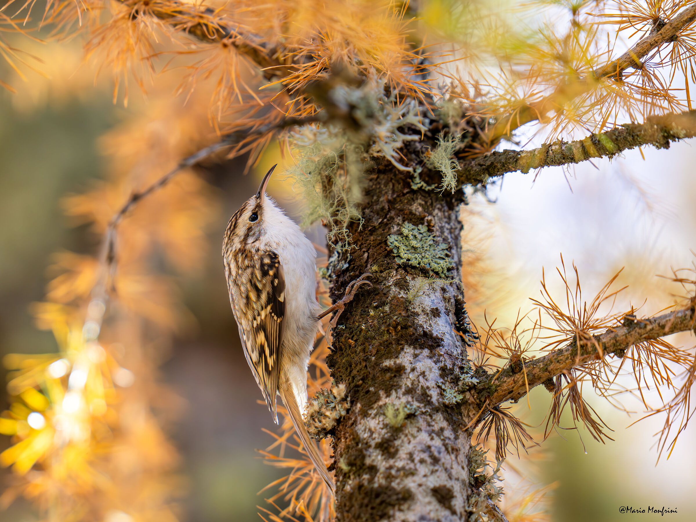 A jewel in the autumn forest