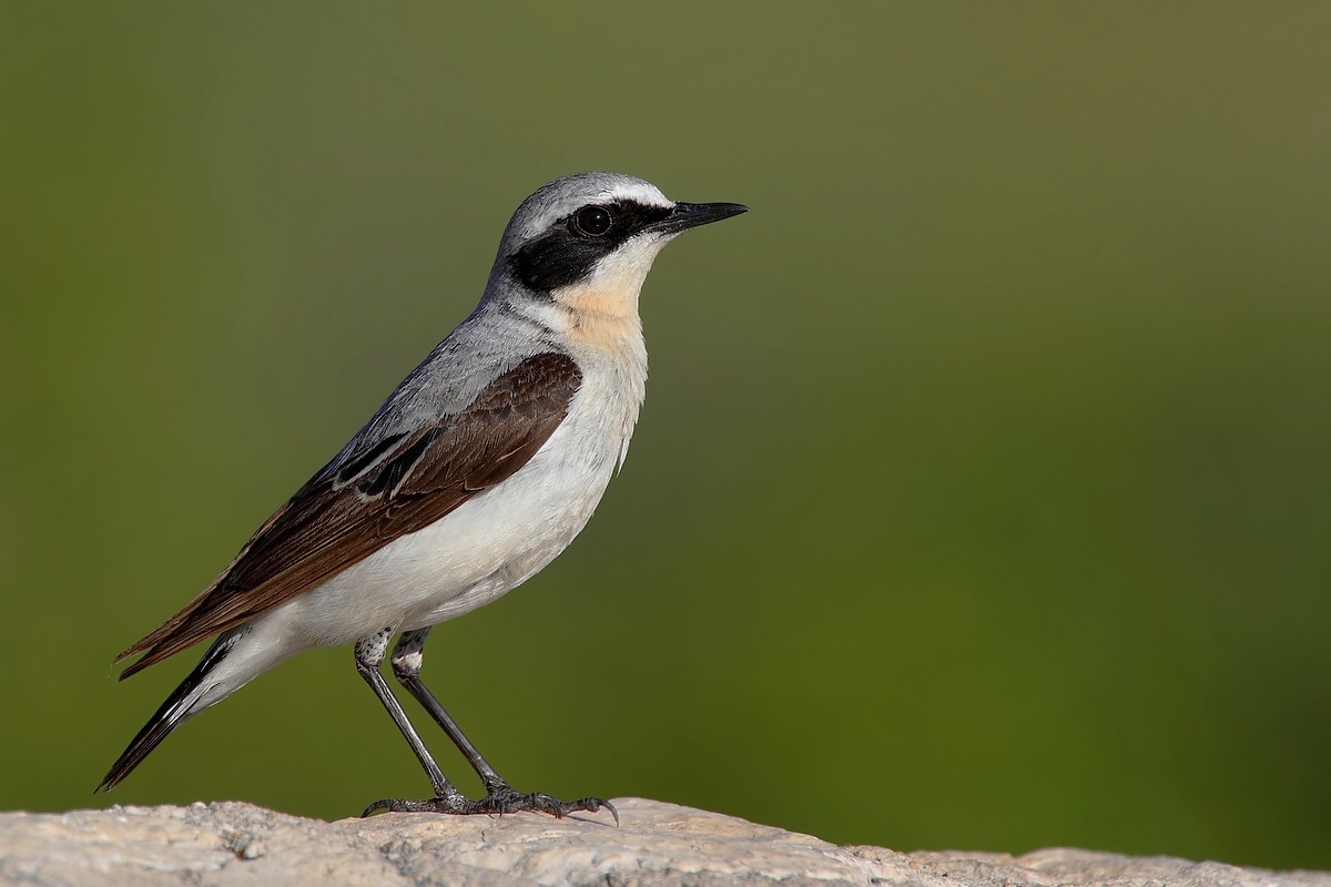 ritratto di culbianco