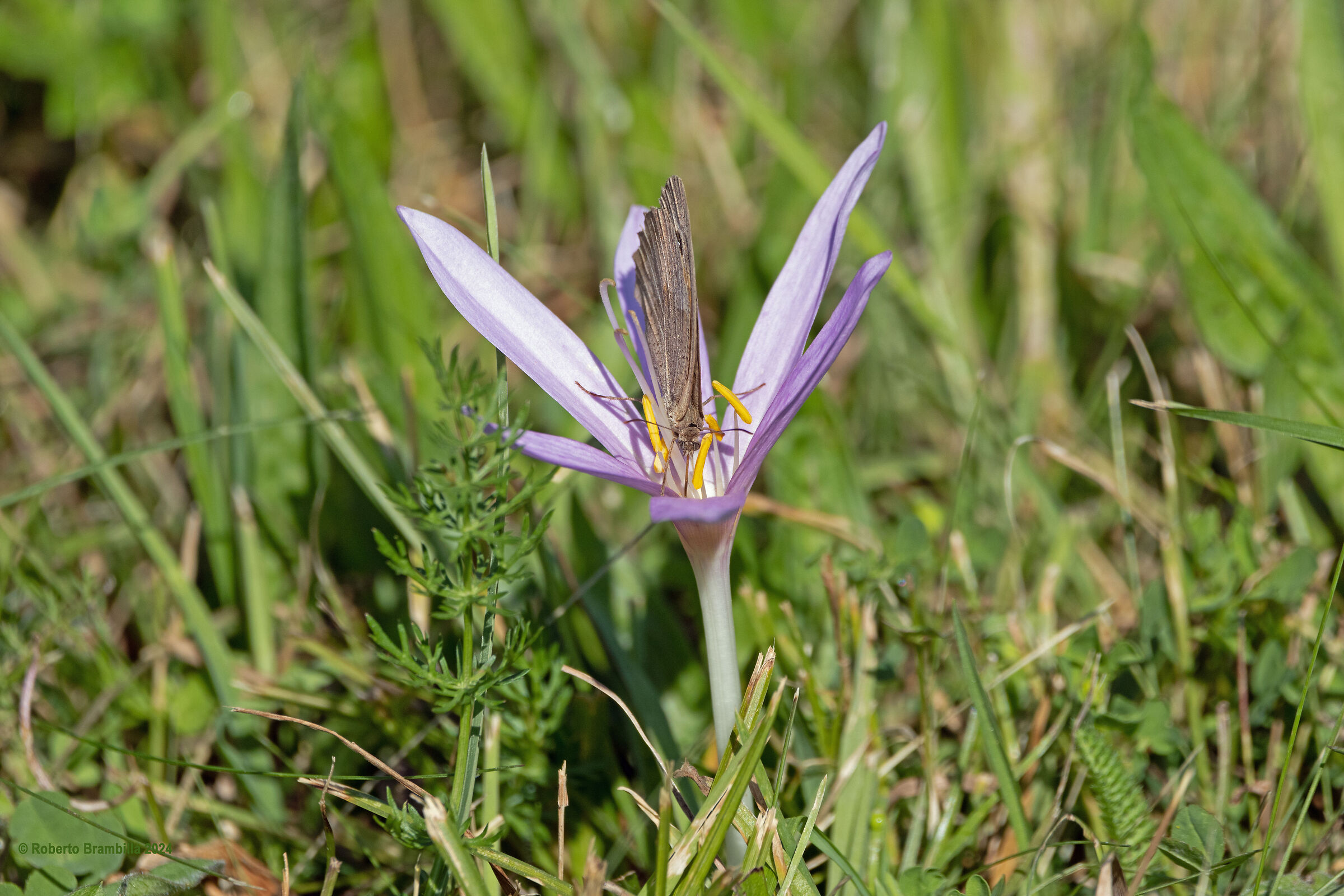 Butterfly on Crocus