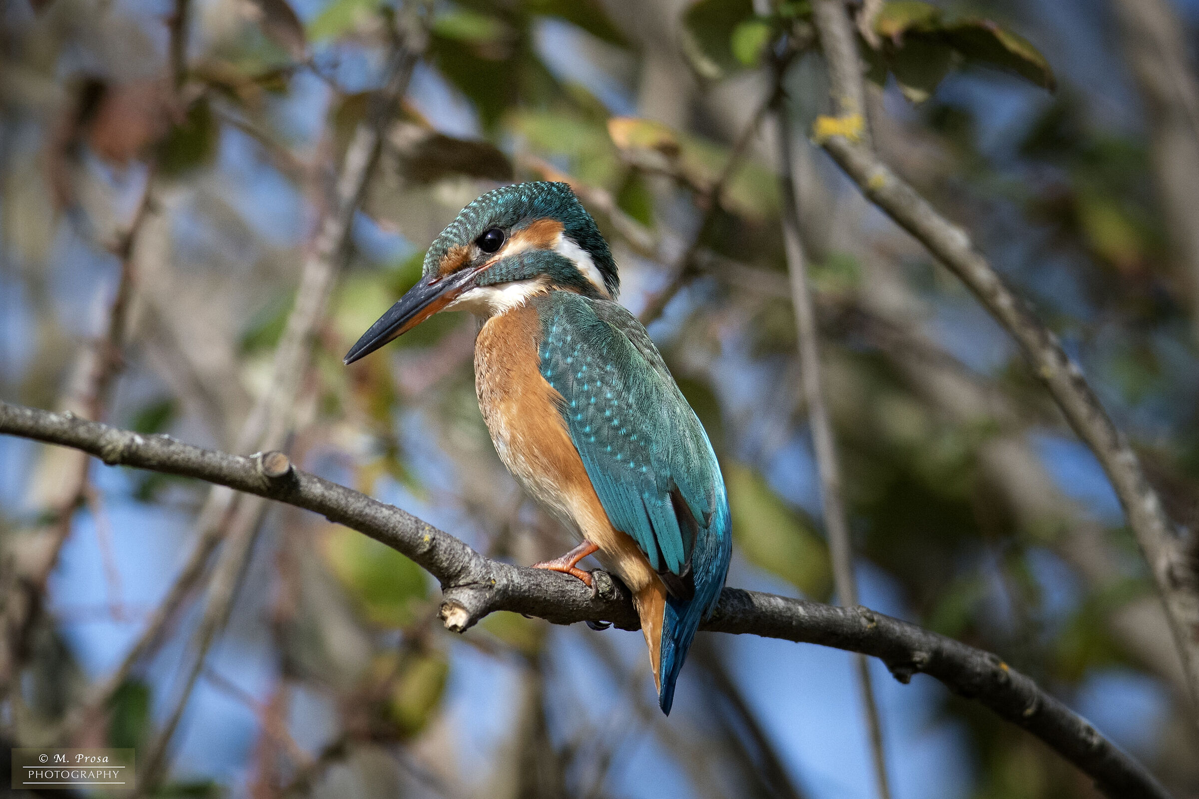 The Martina della Piana