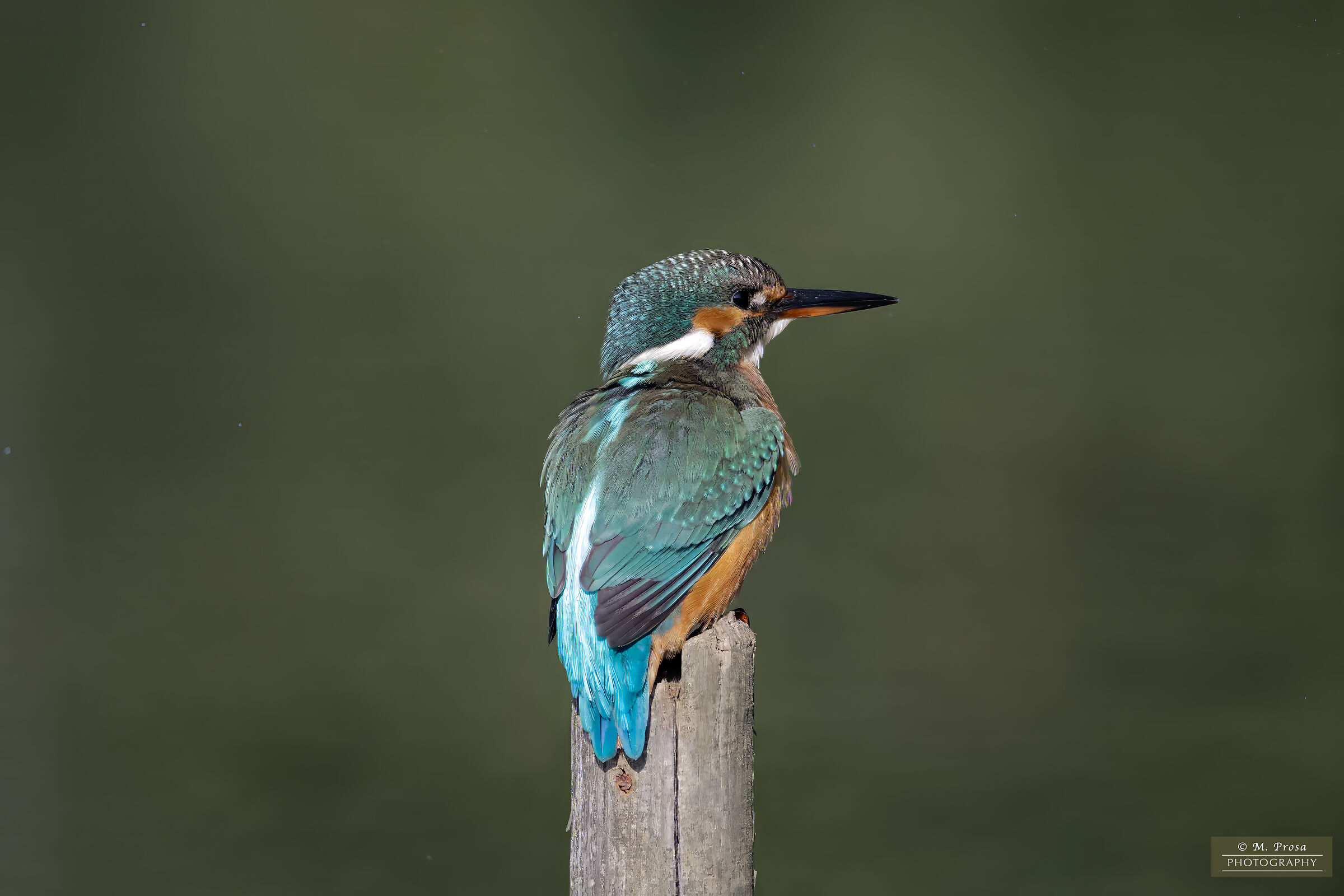 The Martina della Piana