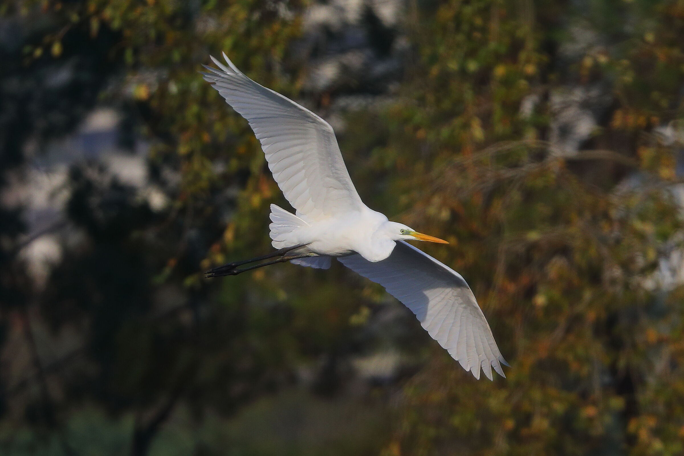 Airone BM novembre 2024 - 0173