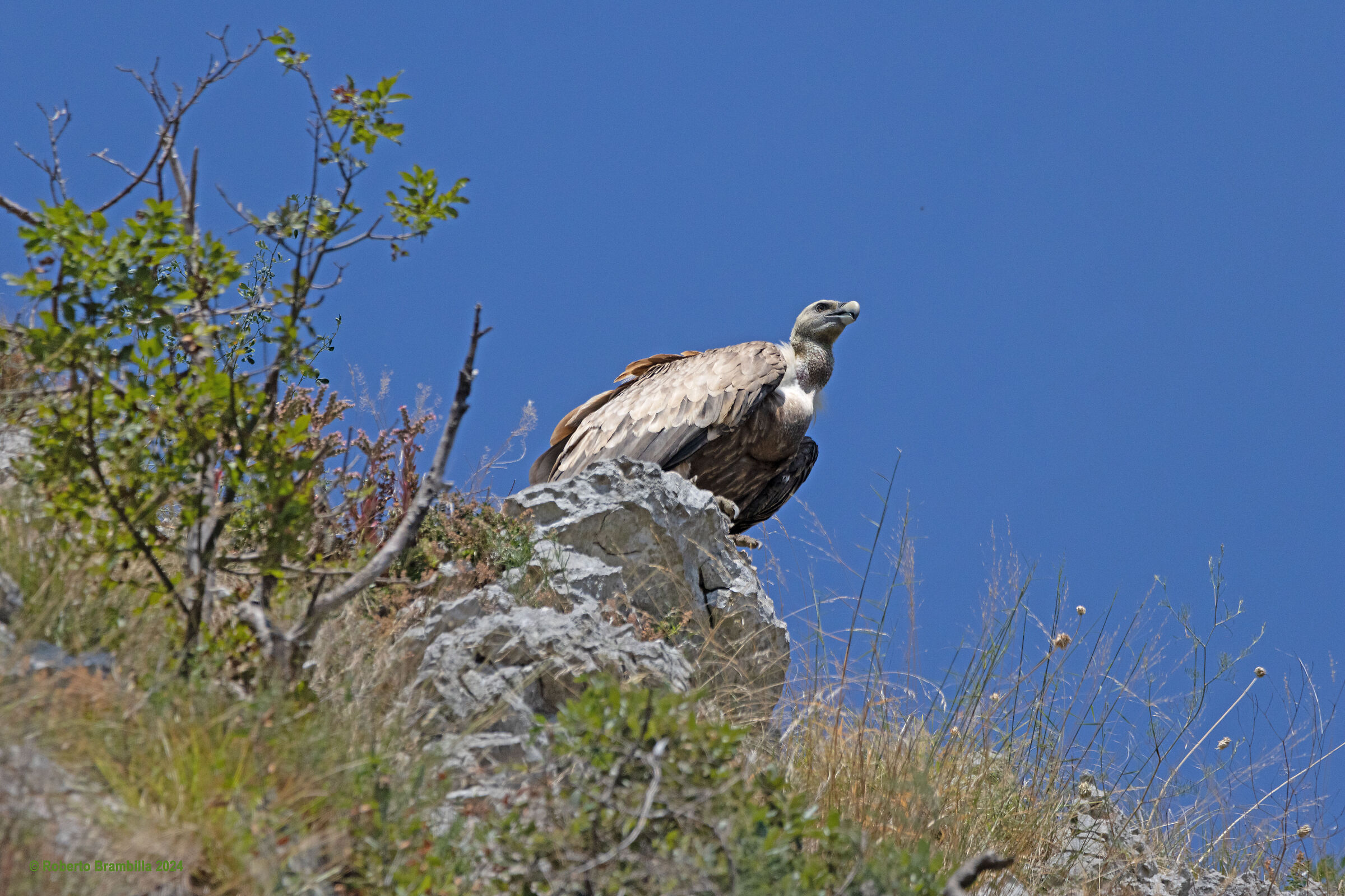 Griffin