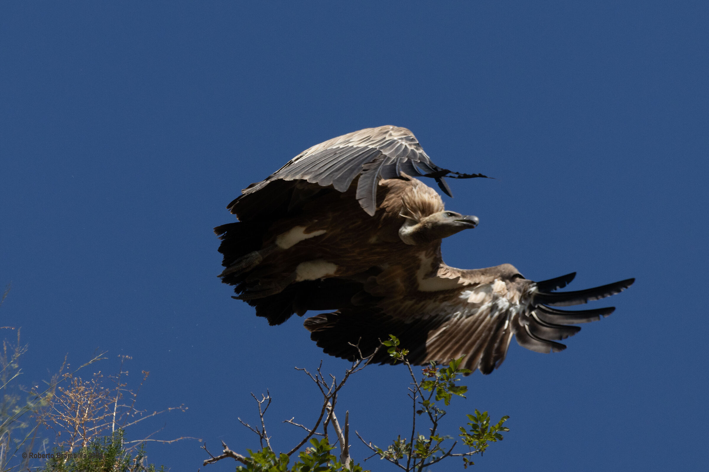 Griffin in flight