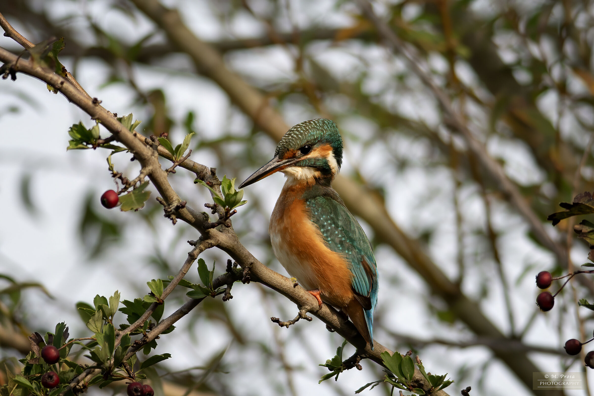 The Martina della Piana