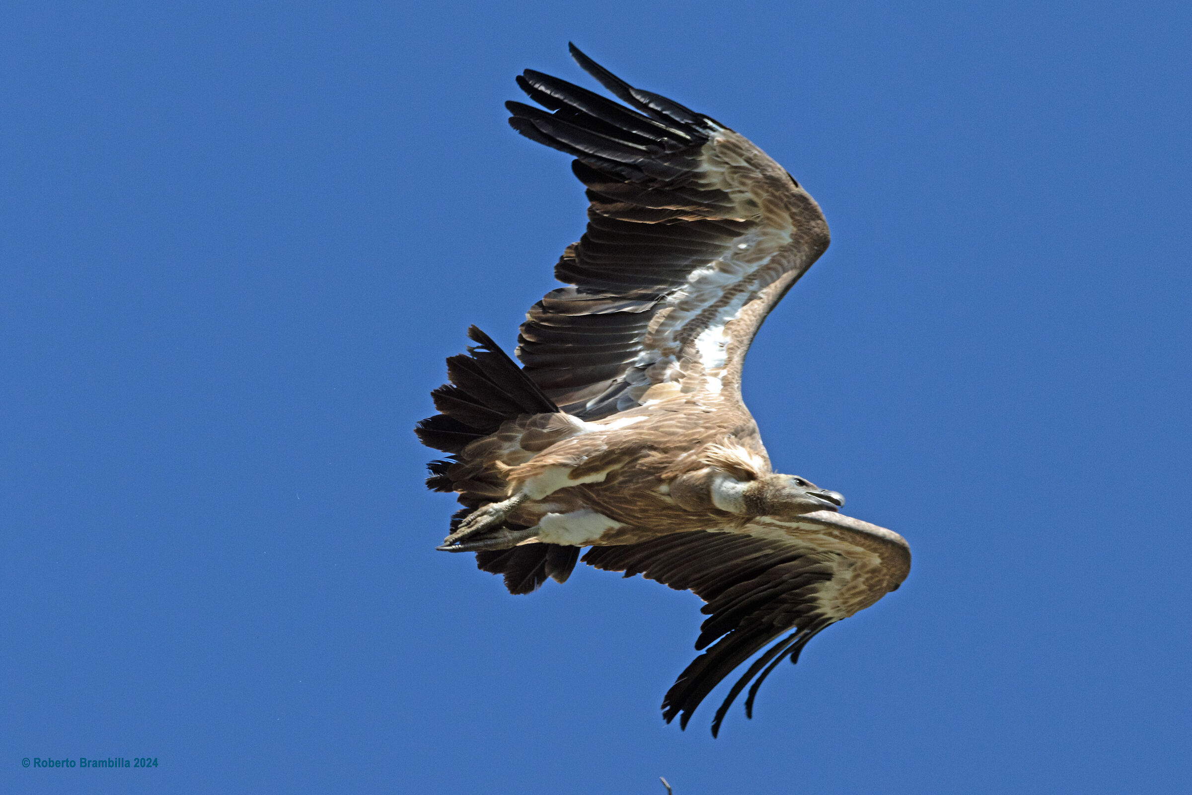 Griffin in flight