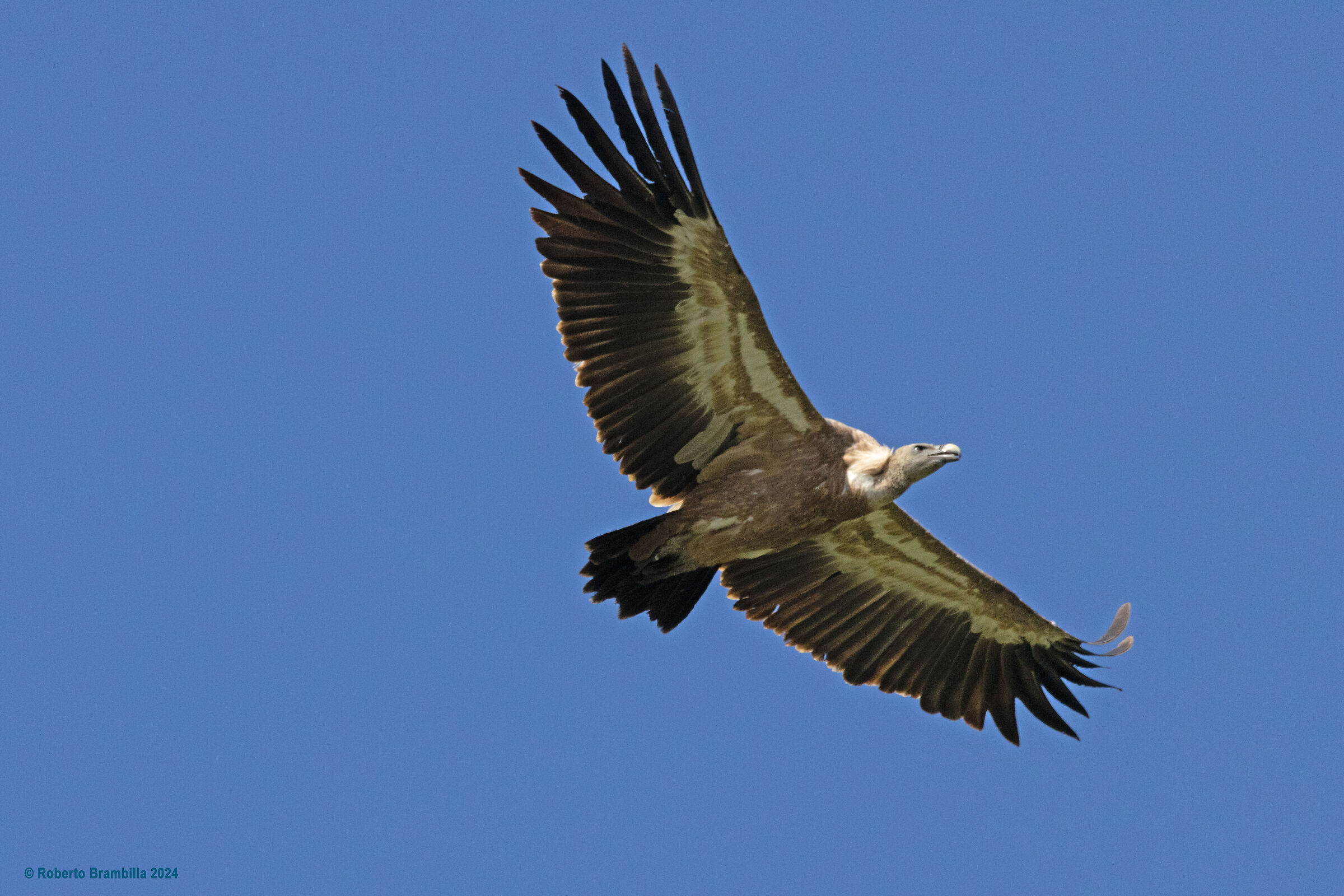 Griffin in flight