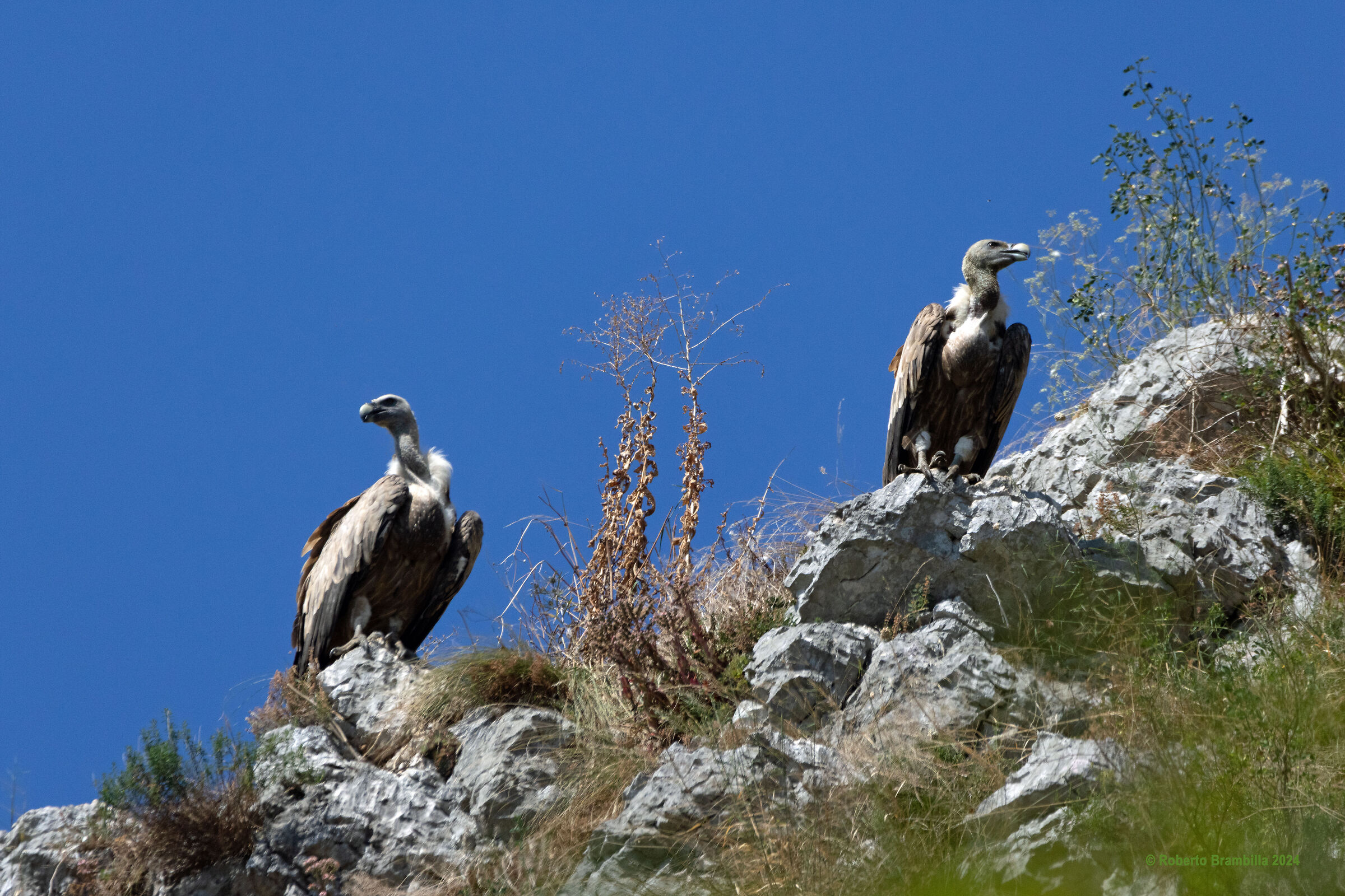 Griffon vultures