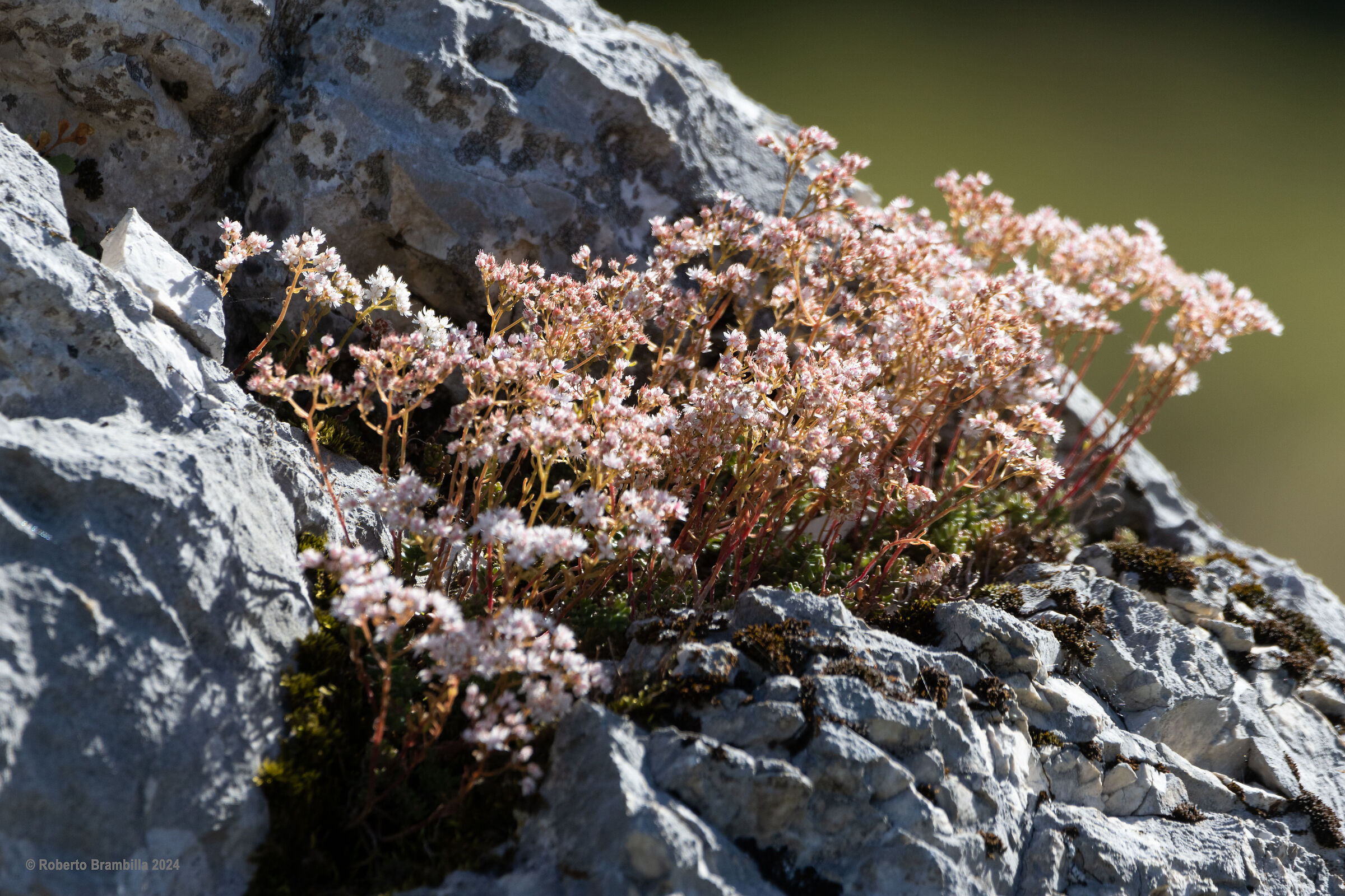 Flowers among the Rocks