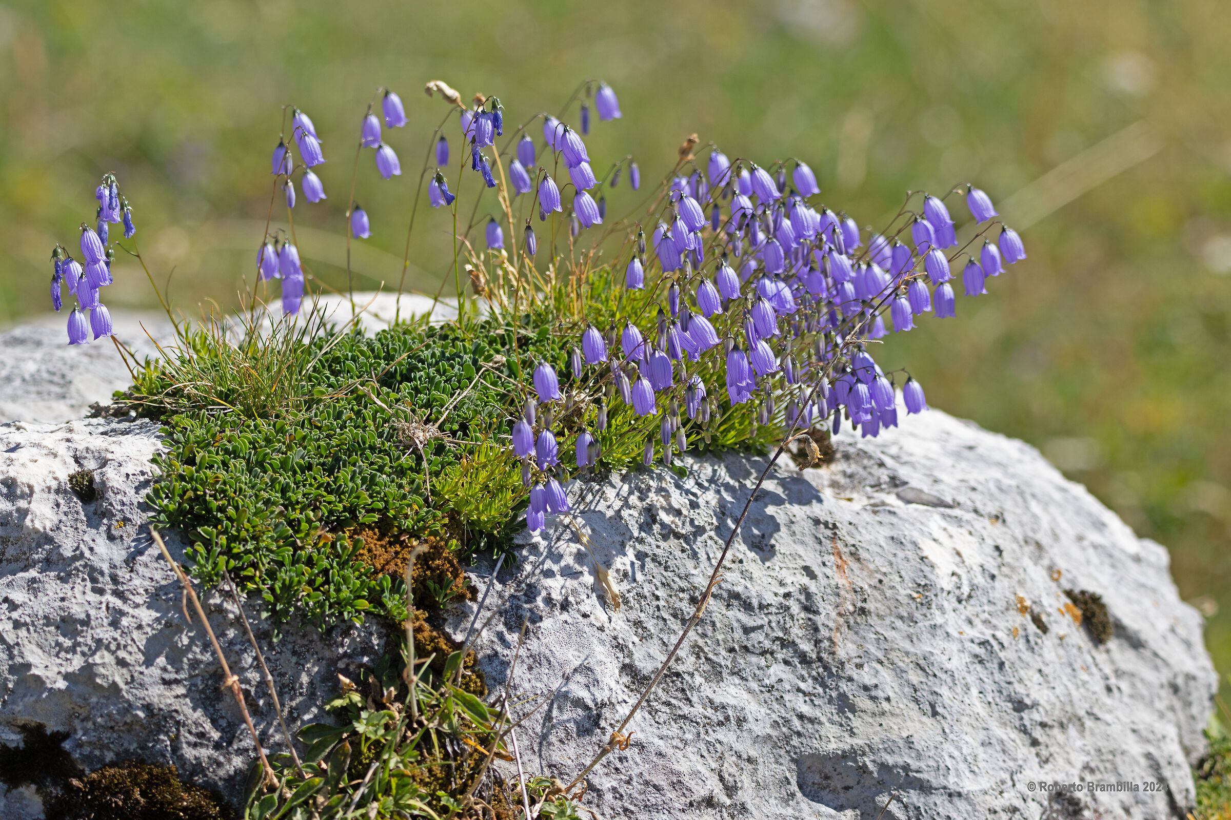 Flowers among the Rocks