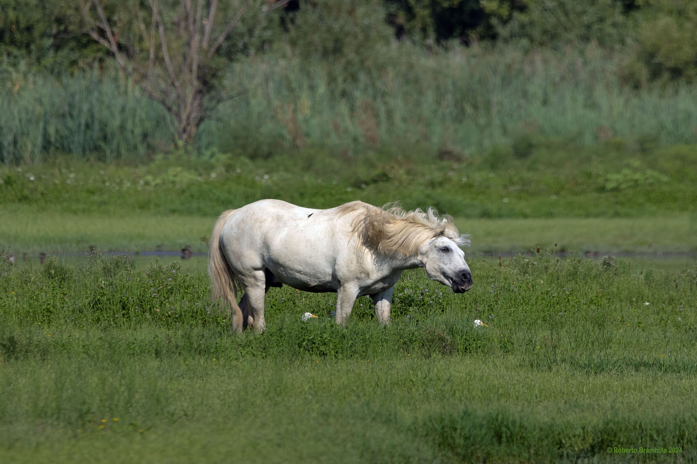 Mane in the Wind