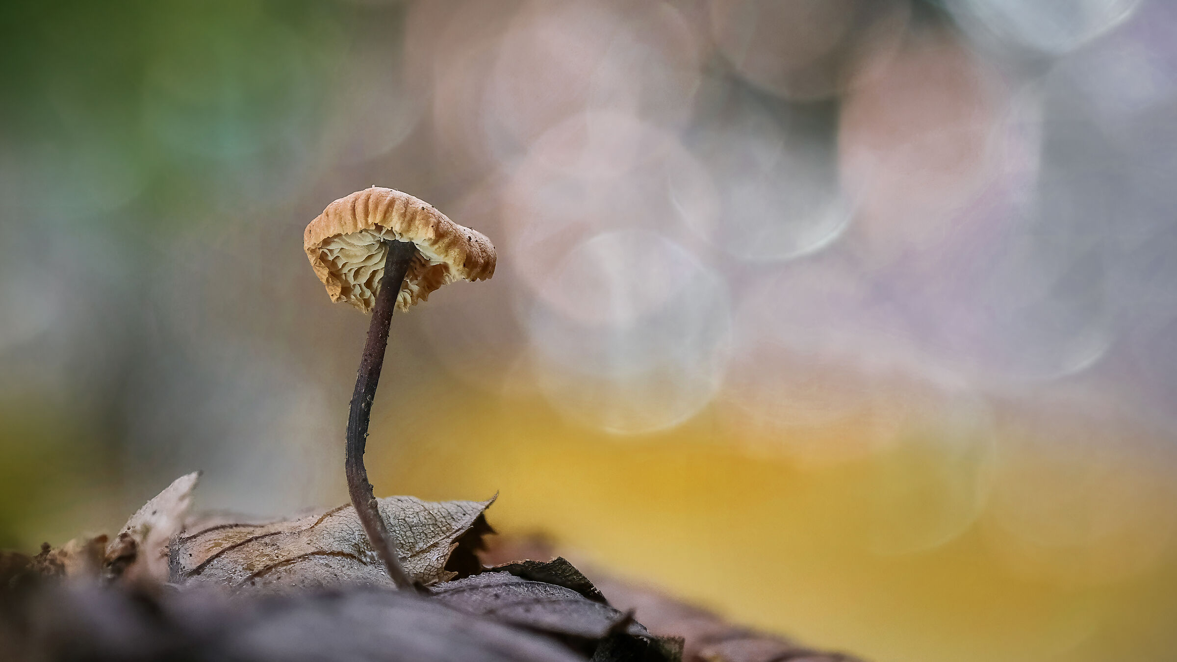 autumn morning