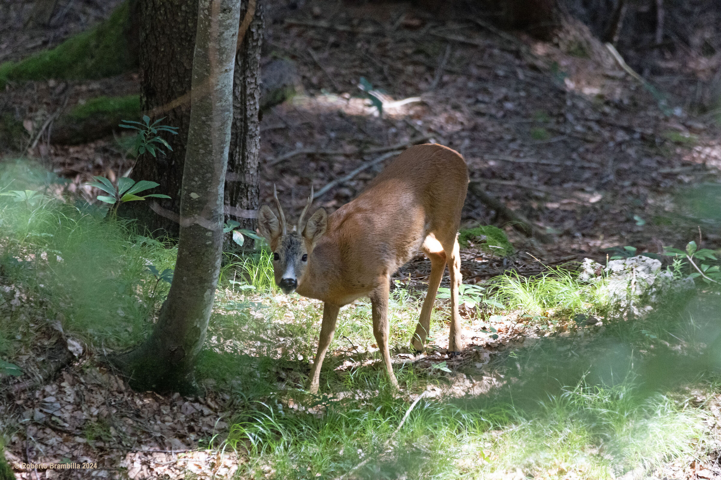 Roe deer