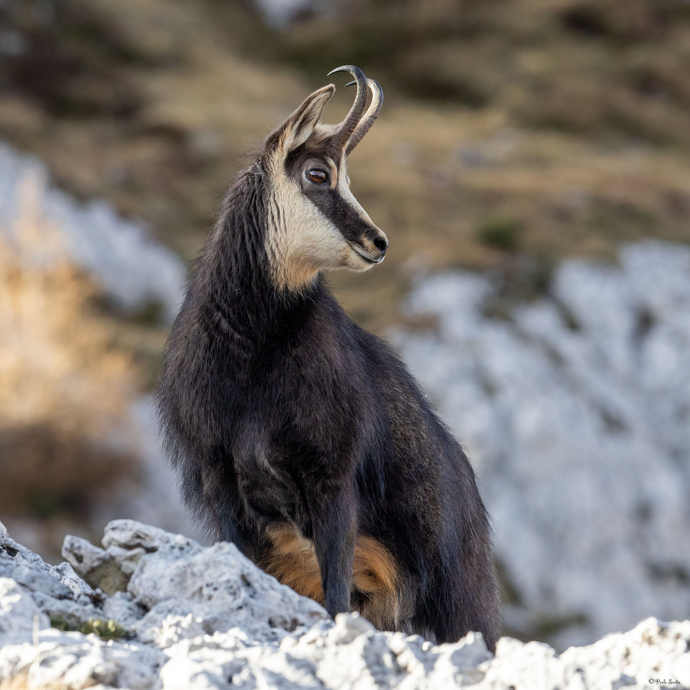 The beauty of the Alpine Chamois