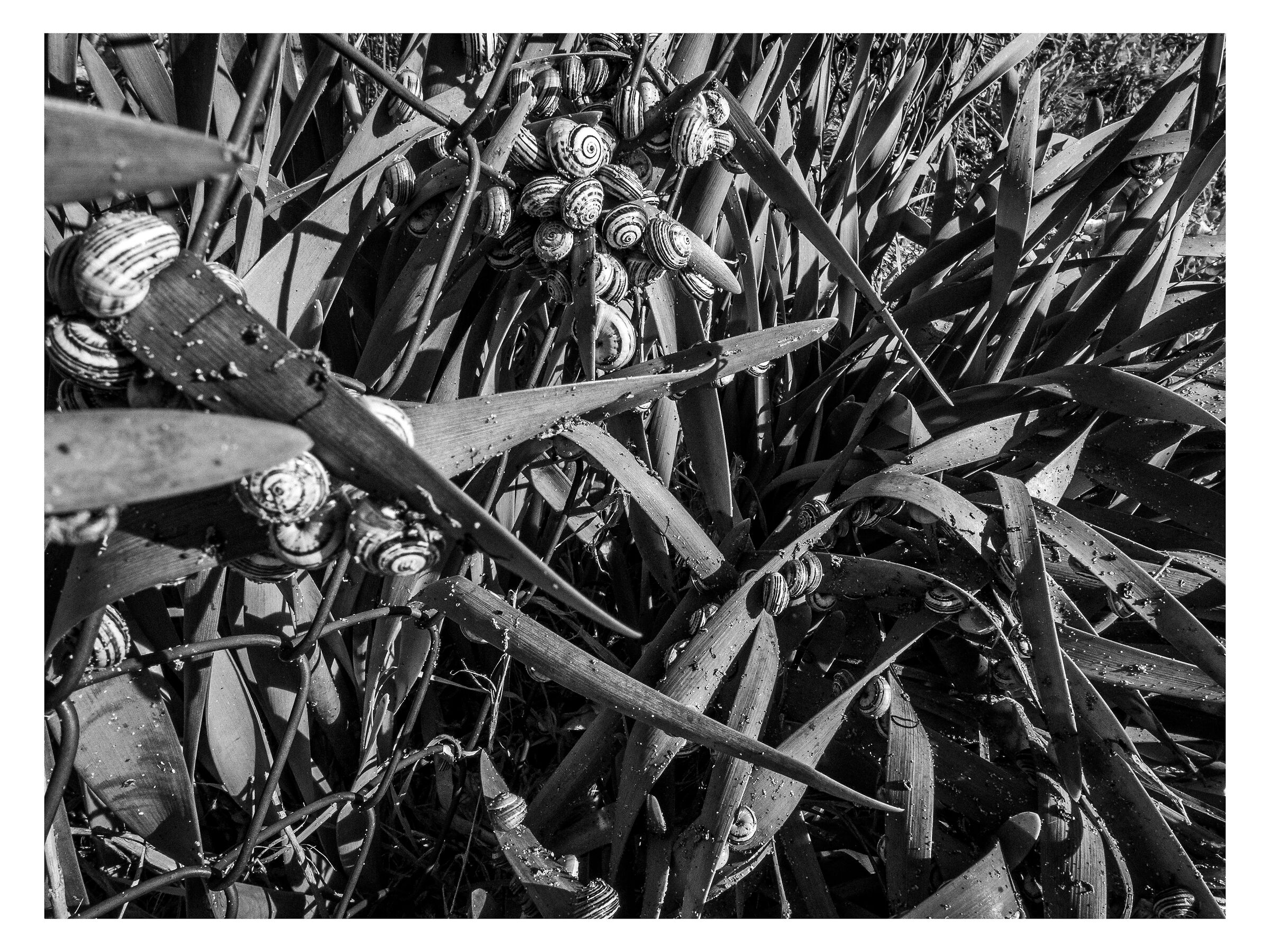 Snails