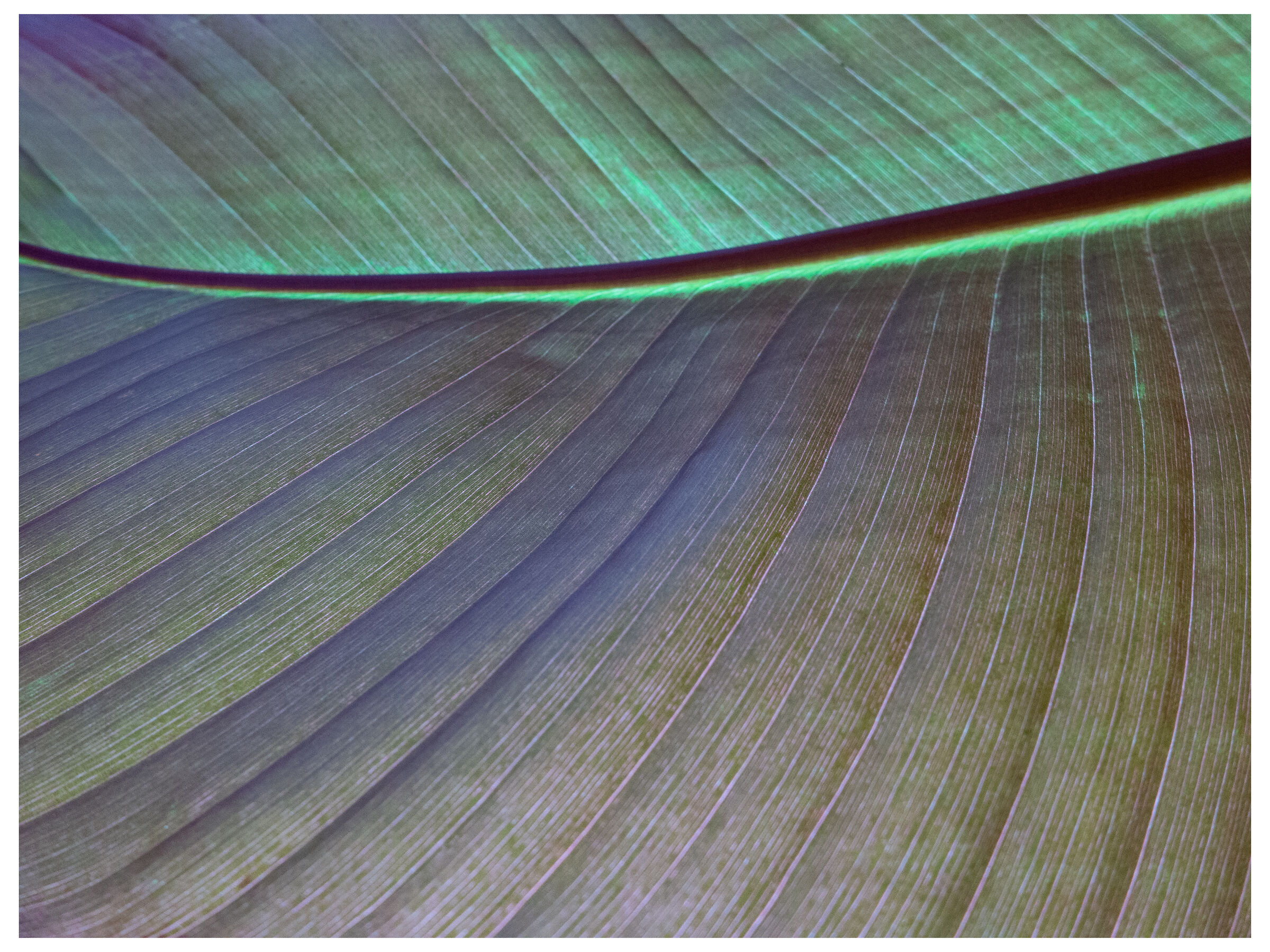 Banana leaf