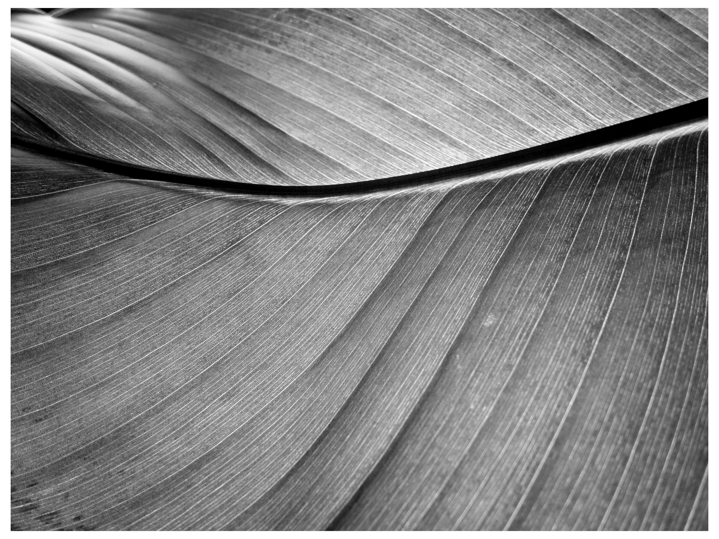 Black and white banana leaf