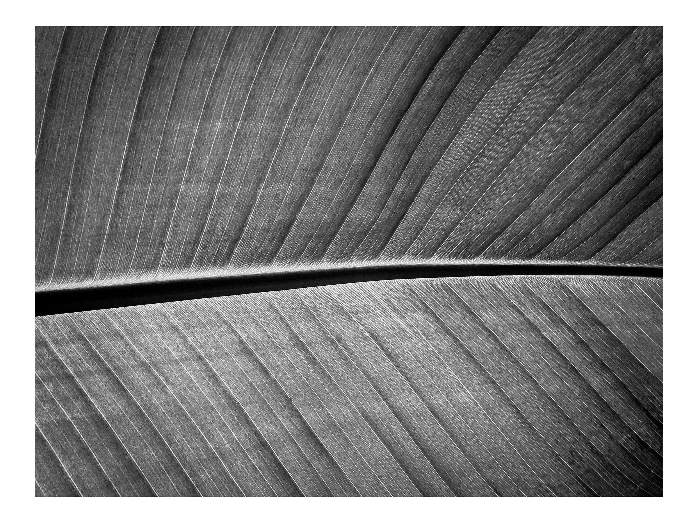 Leaf (detail)