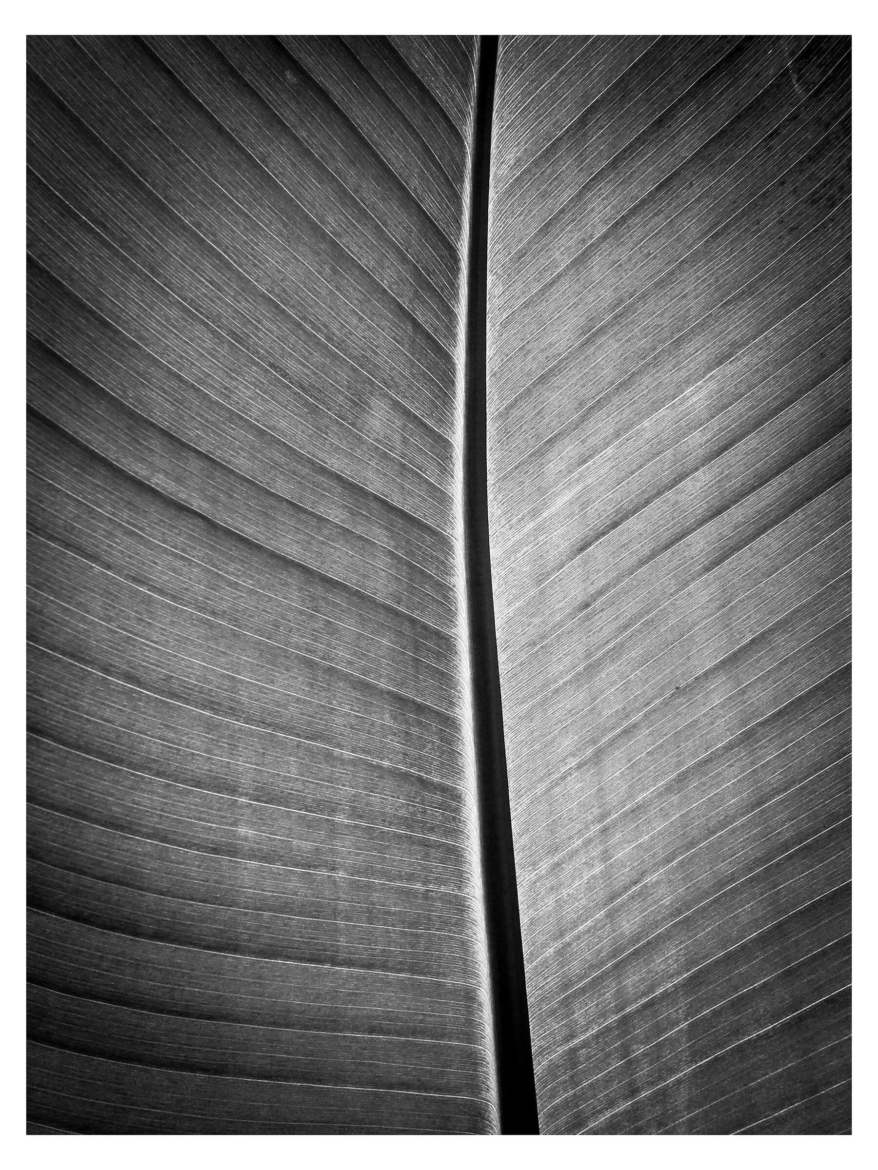 Leaf (detail 2)