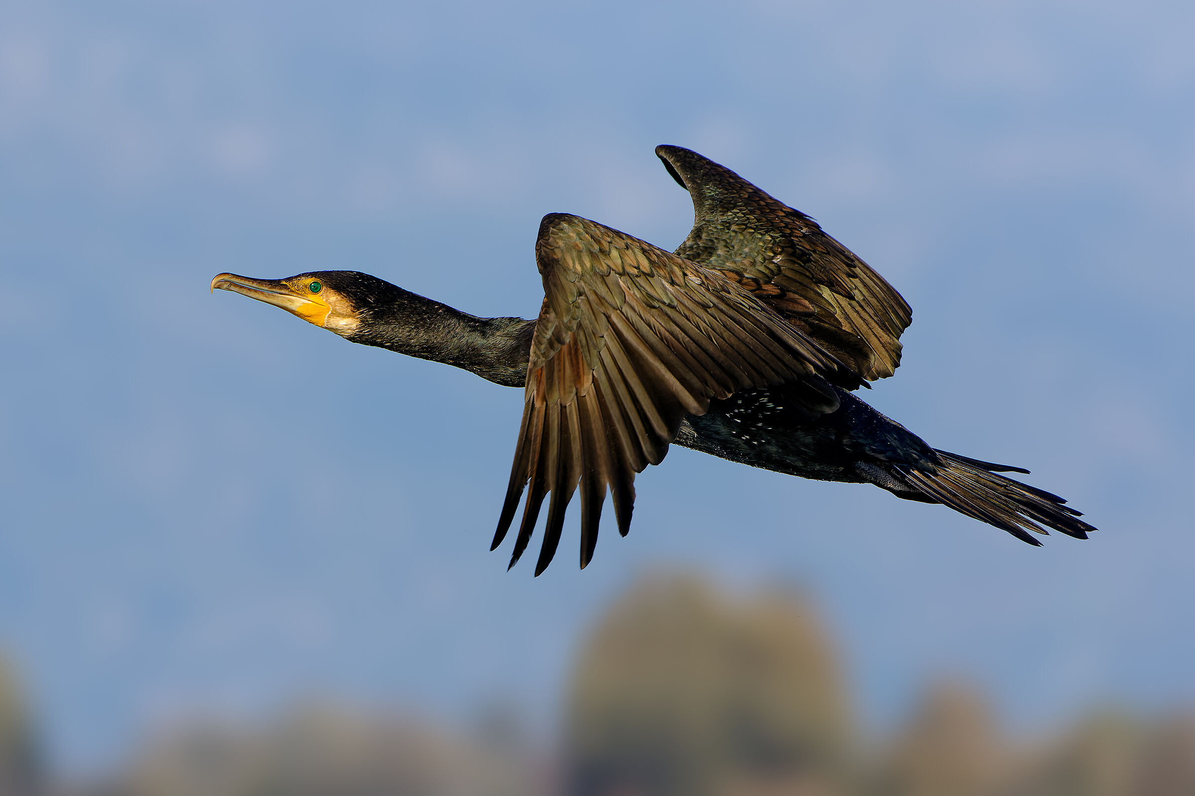 Cormorant