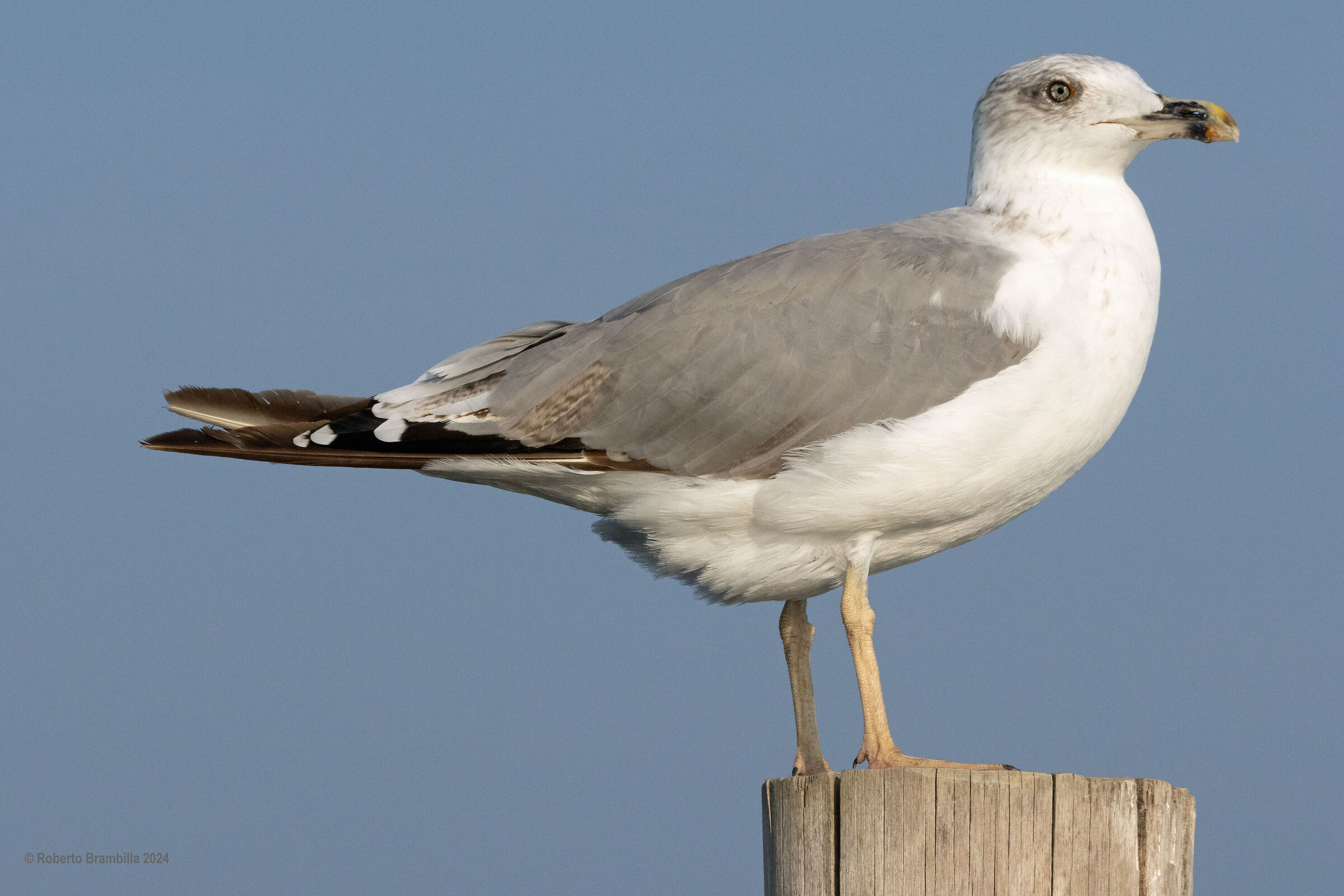 Gabbiano