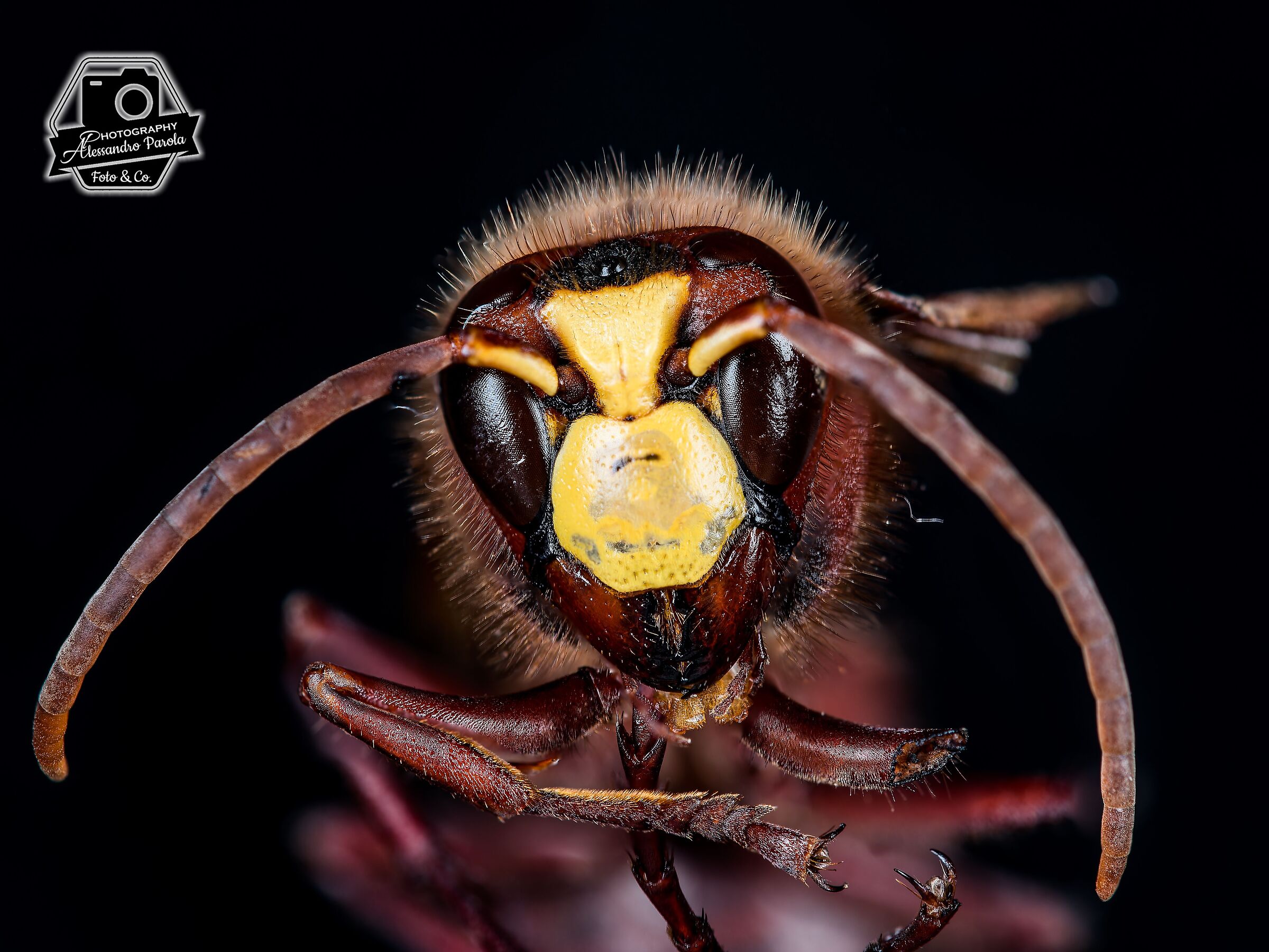 Close-up of Hornet (first focus stacking test)