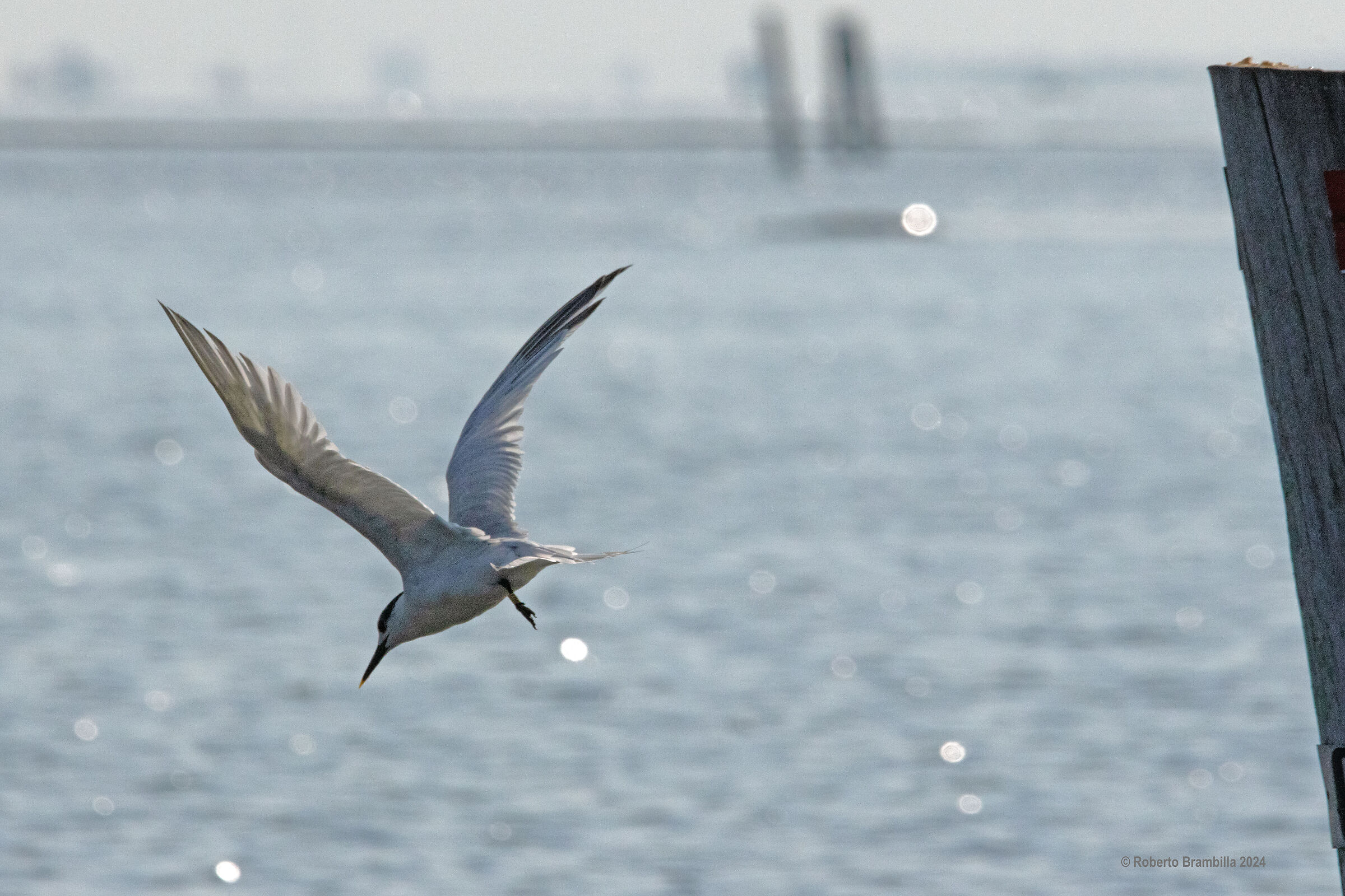 Beccapesci a pesca