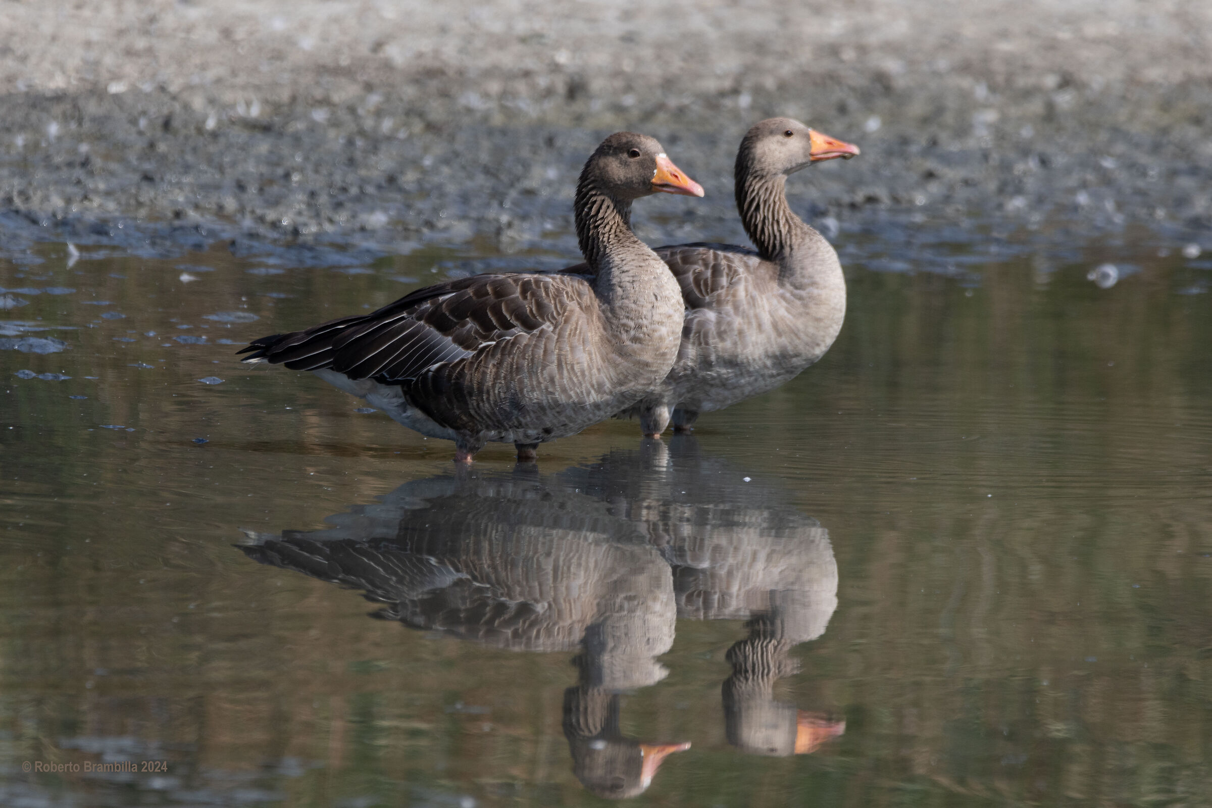 Wild geese