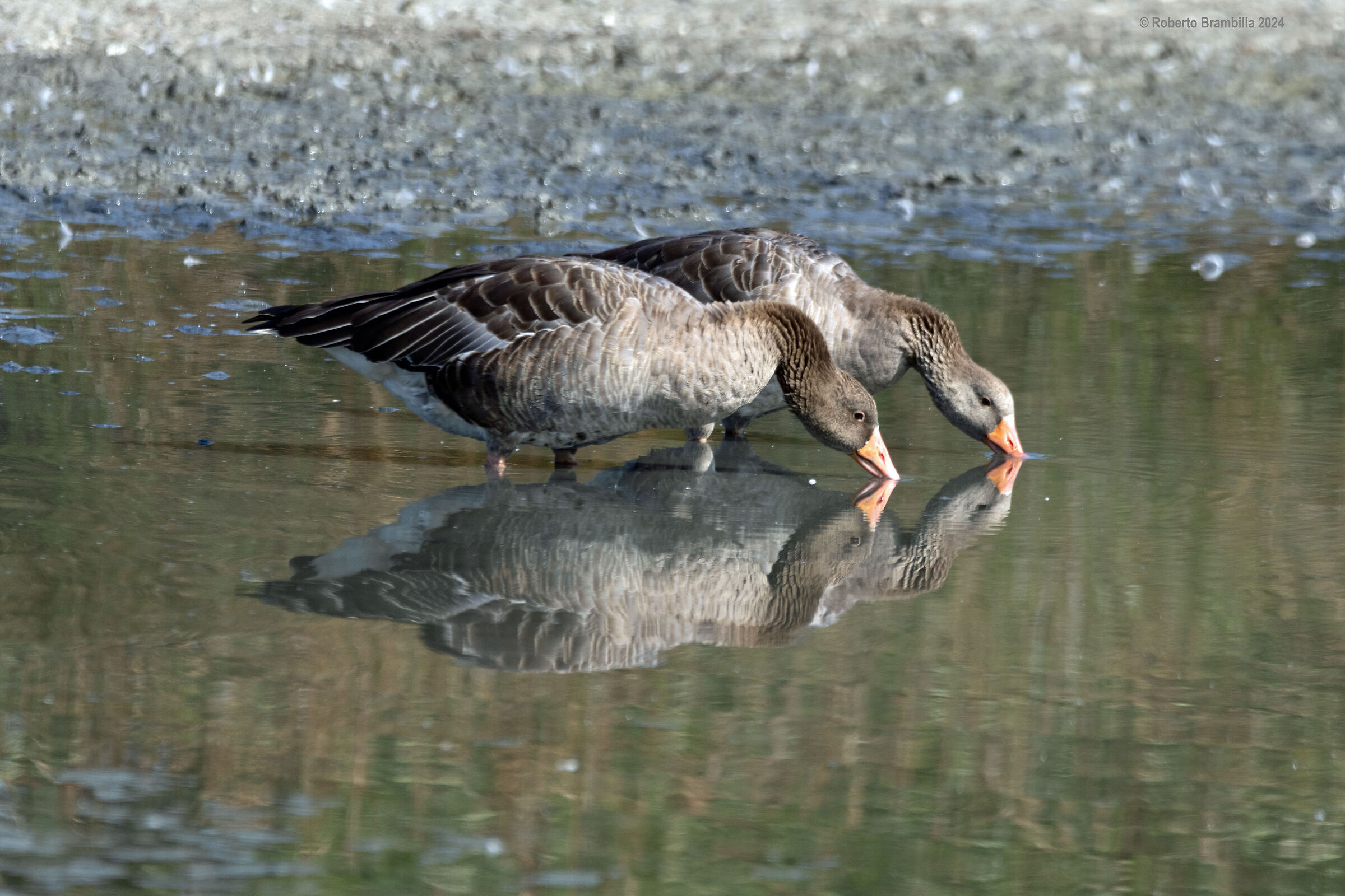 Wild geese